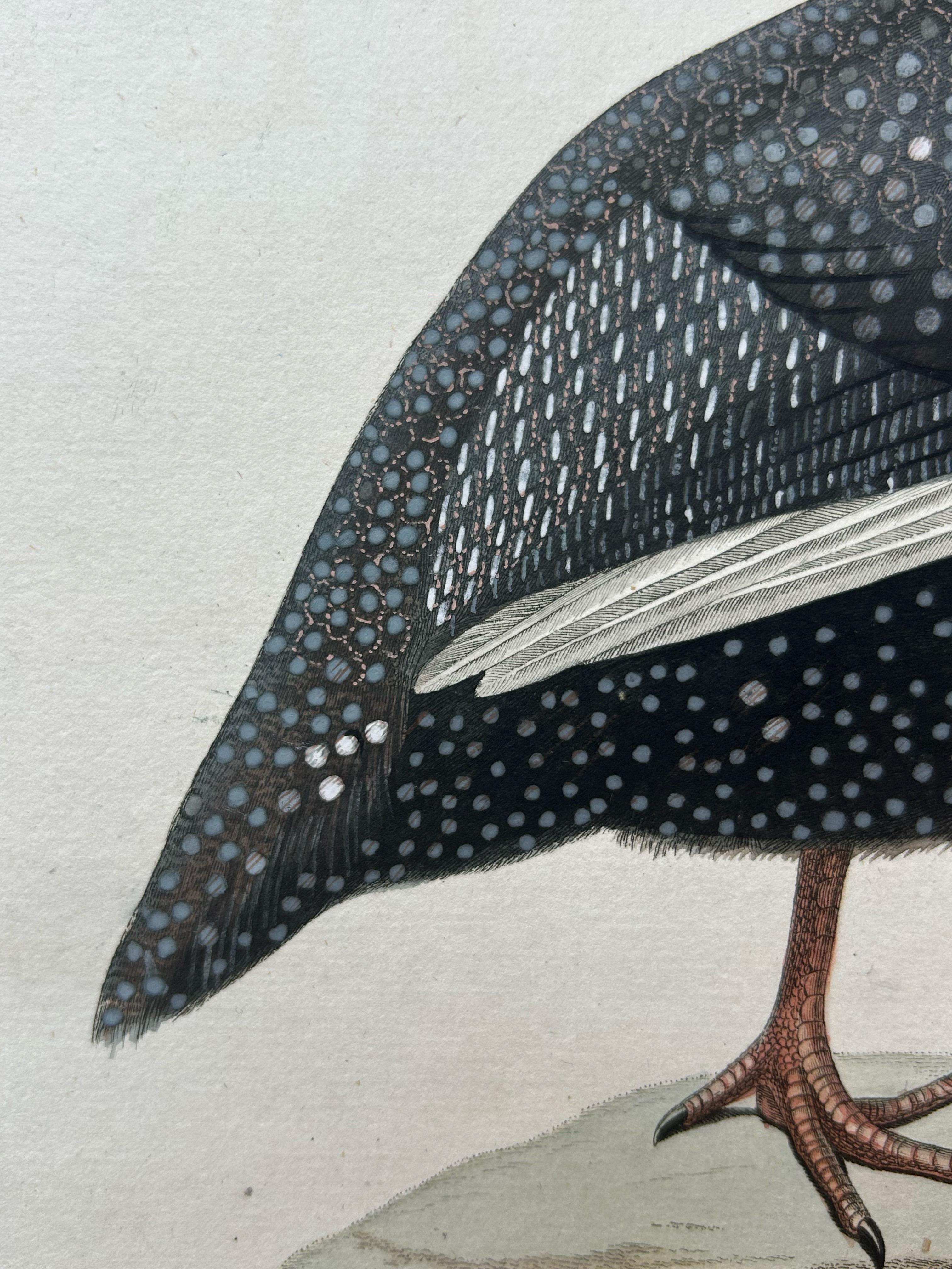 Numida Meleagris – Antique Helmeted Guineafowl Print by Nozeman & Sepp, 1829 In Good Condition For Sale In Langweer, NL