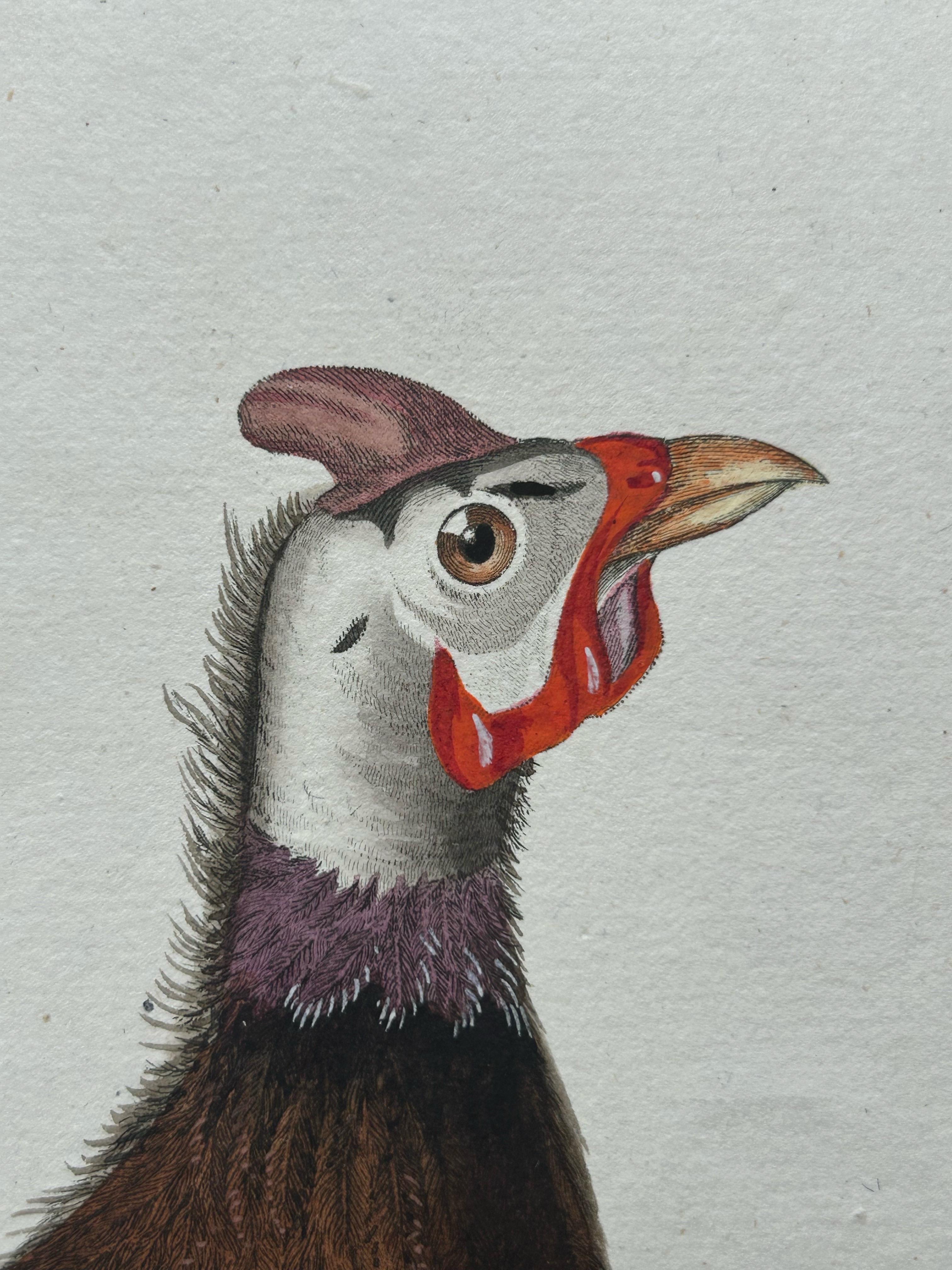 Paper Numida Meleagris – Antique Helmeted Guineafowl Print by Nozeman & Sepp, 1829 For Sale