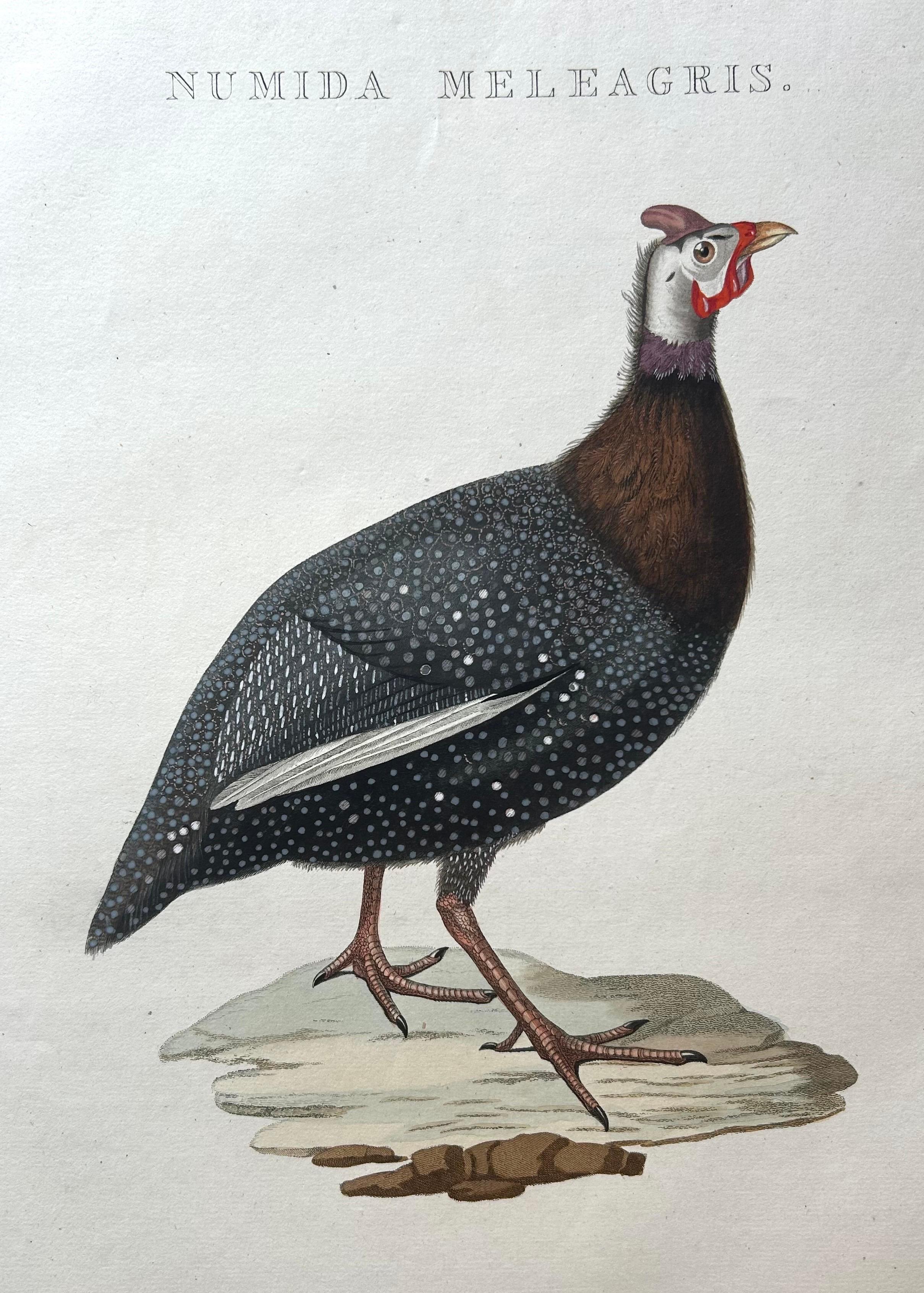Numida Meleagris – Antique Helmeted Guineafowl Print by Nozeman & Sepp, 1829

This finely hand-coloured engraving shows the helmeted guineafowl (Numida meleagris), known in Dutch as the “helmparelhoen.” Native to sub-Saharan Africa, this striking