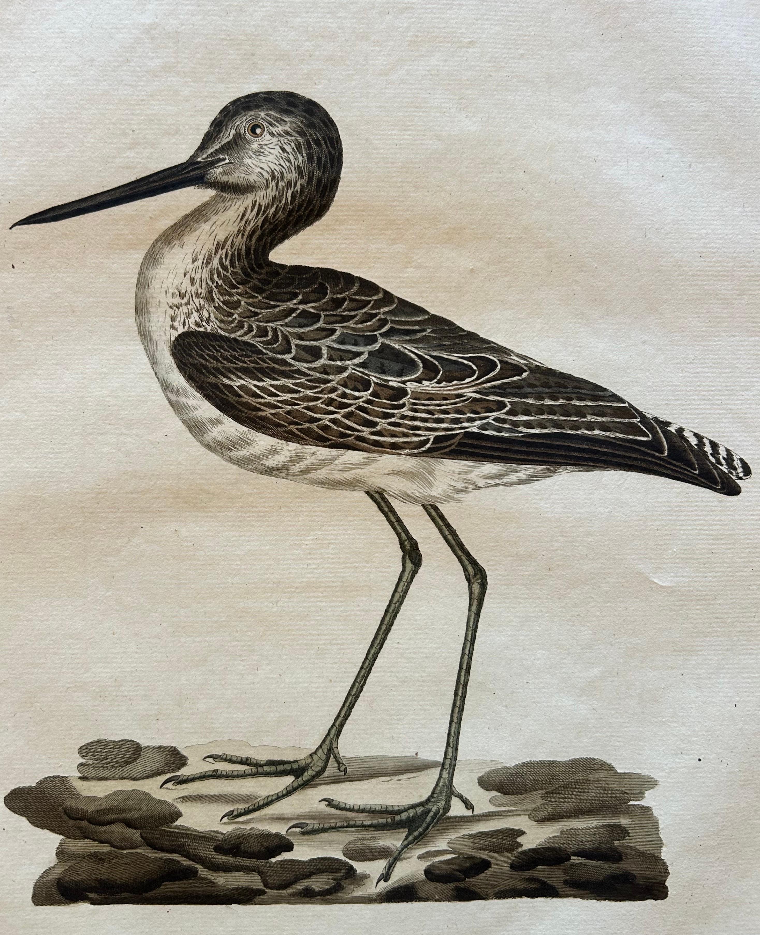 Dutch Antique Bird Print of the Green Sandpiper by Sepp & Nozeman, 1809 For Sale