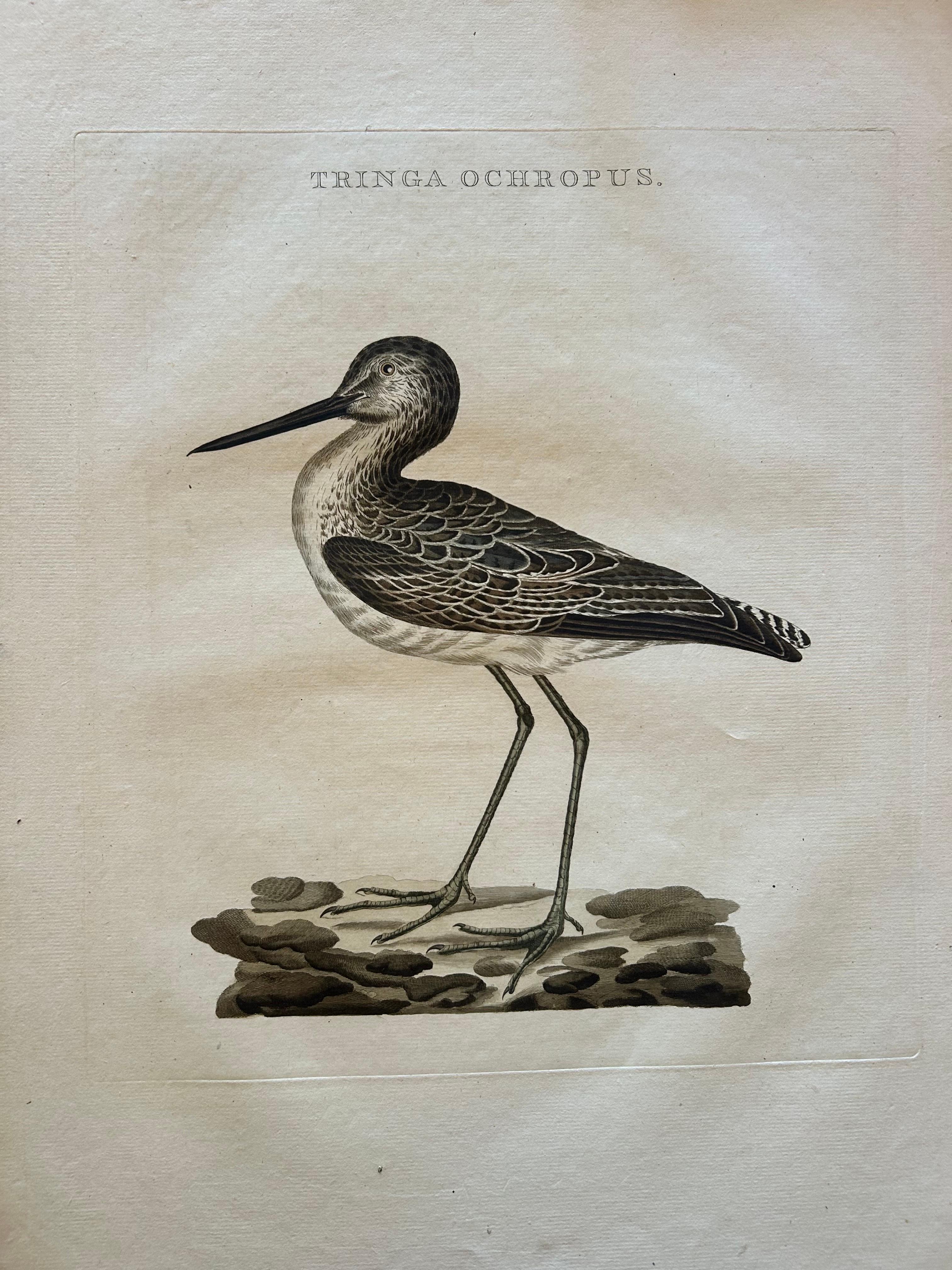 Tringa Ochropus – Antique Green Sandpiper Print by Nozeman & Sepp, 1809

This finely hand-coloured engraving depicts the green sandpiper (Tringa ochropus), known in Dutch as the “witgat.” A small but distinctive wader, the green sandpiper is