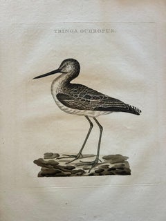 Antique Bird Print of the Green Sandpiper by Sepp & Nozeman, 1809