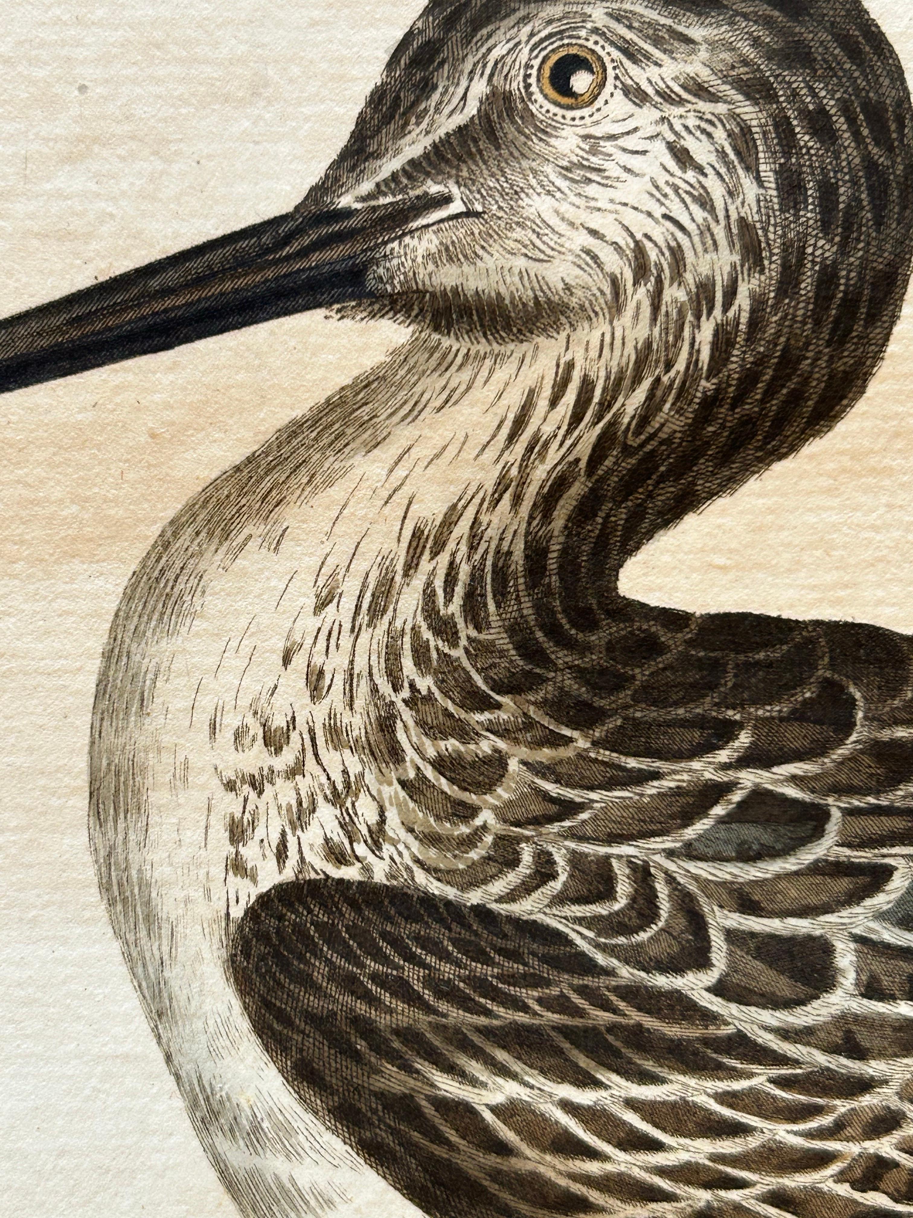 Antique Bird Print of the Green Sandpiper by Sepp & Nozeman, 1809 In Good Condition For Sale In Langweer, NL