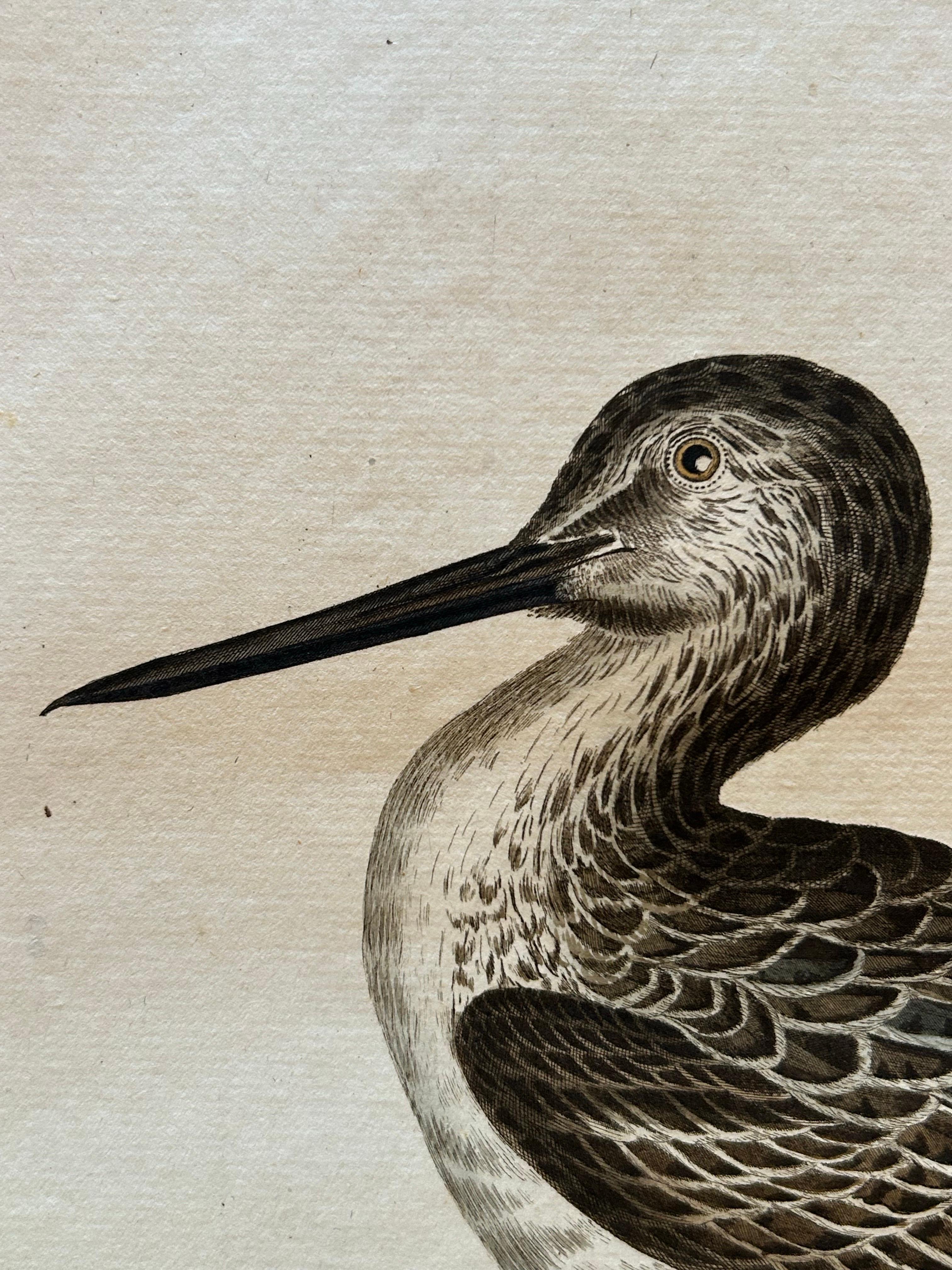 19th Century Antique Bird Print of the Green Sandpiper by Sepp & Nozeman, 1809 For Sale