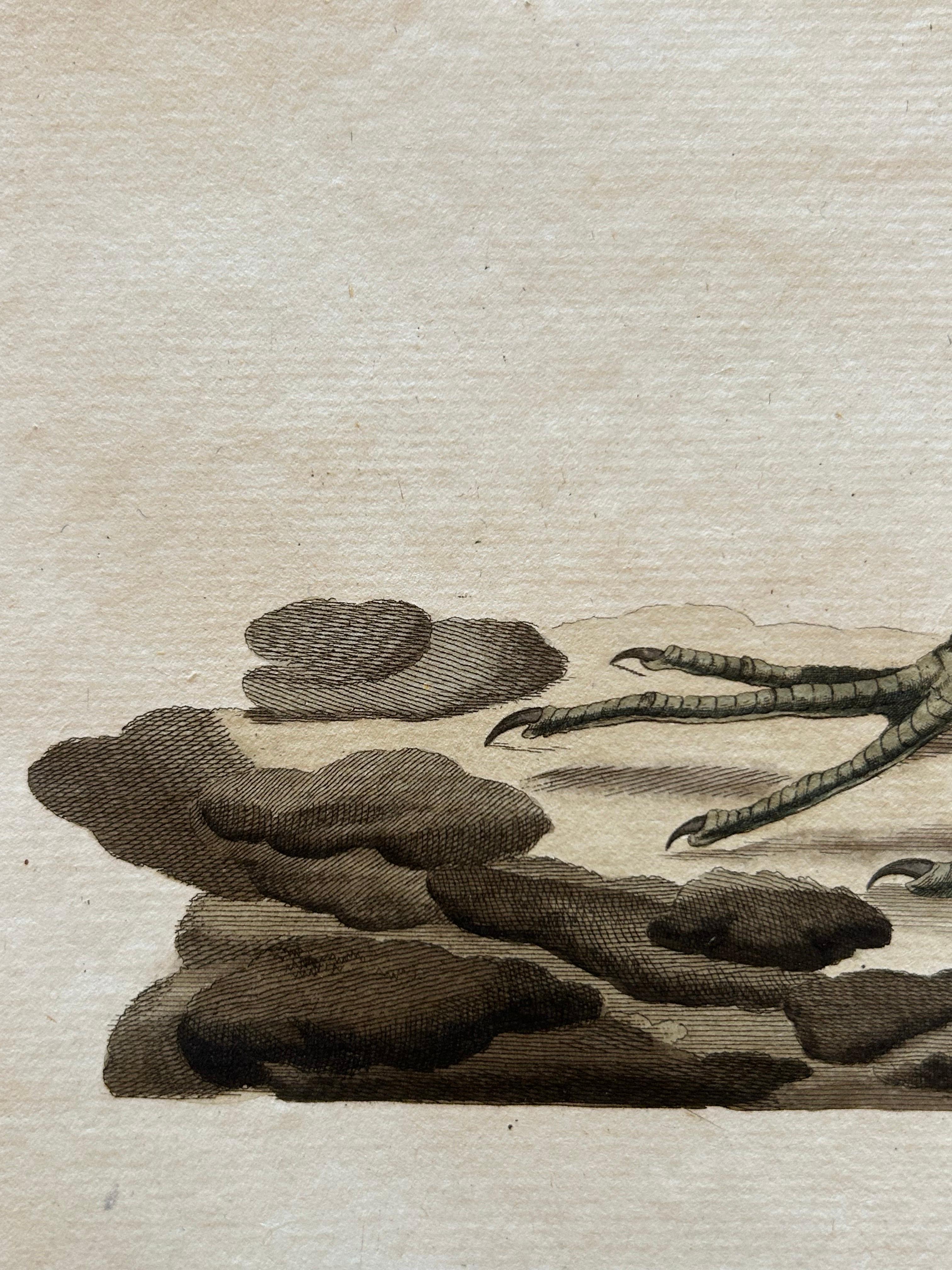 Antique Bird Print of the Green Sandpiper by Sepp & Nozeman, 1809 For Sale 1