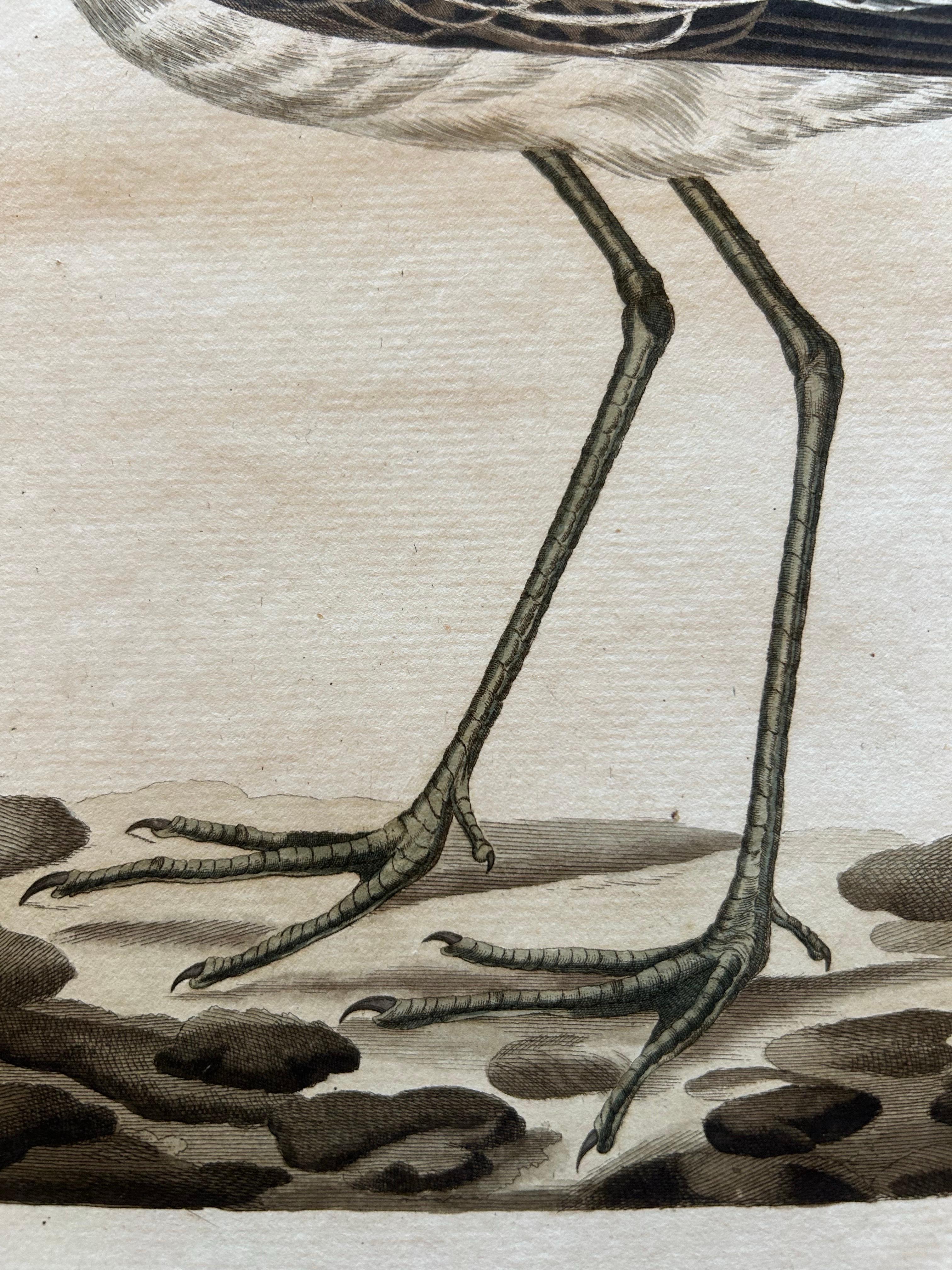Antique Bird Print of the Green Sandpiper by Sepp & Nozeman, 1809 For Sale 2