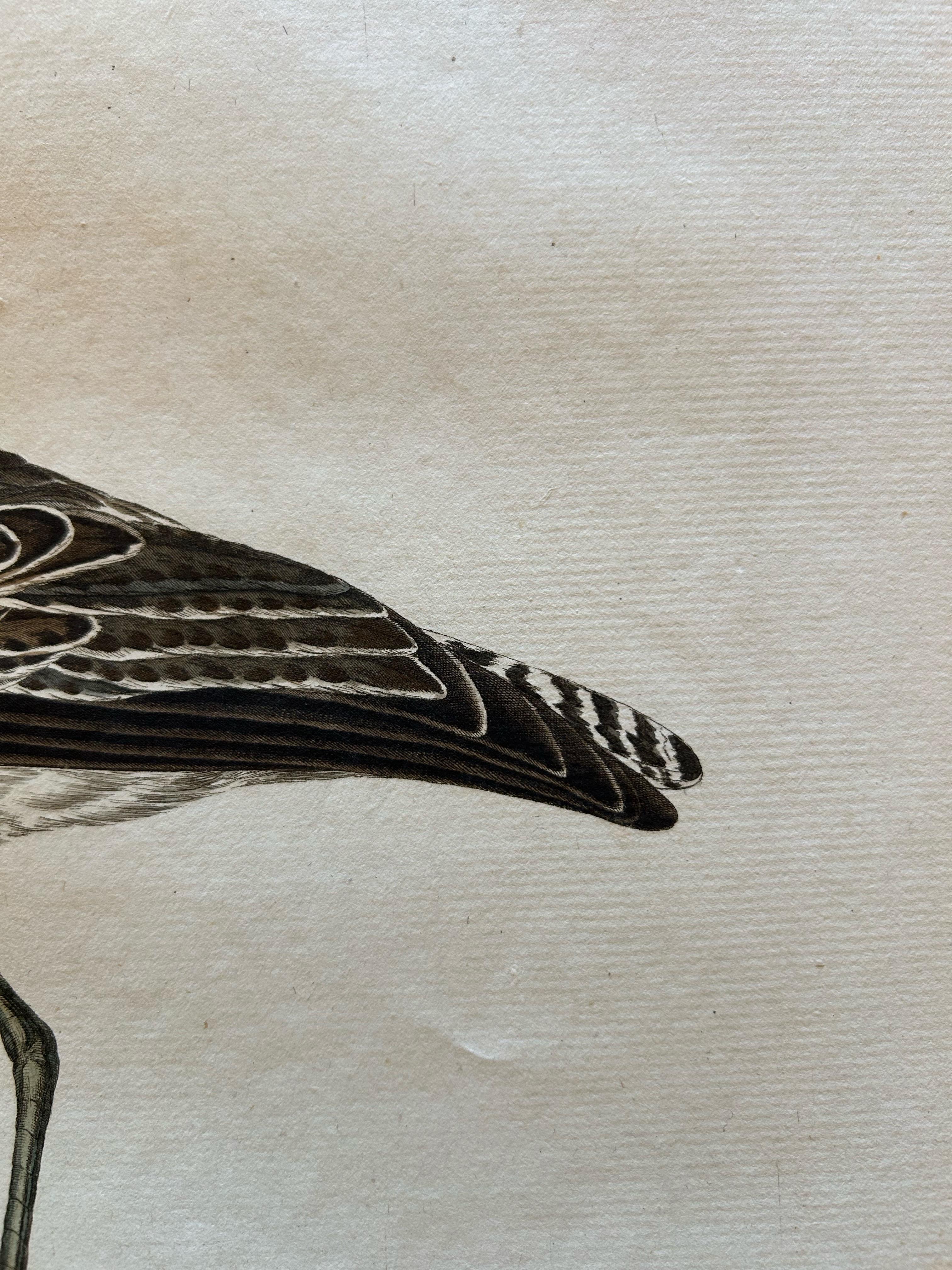 Antique Bird Print of the Green Sandpiper by Sepp & Nozeman, 1809 For Sale 3