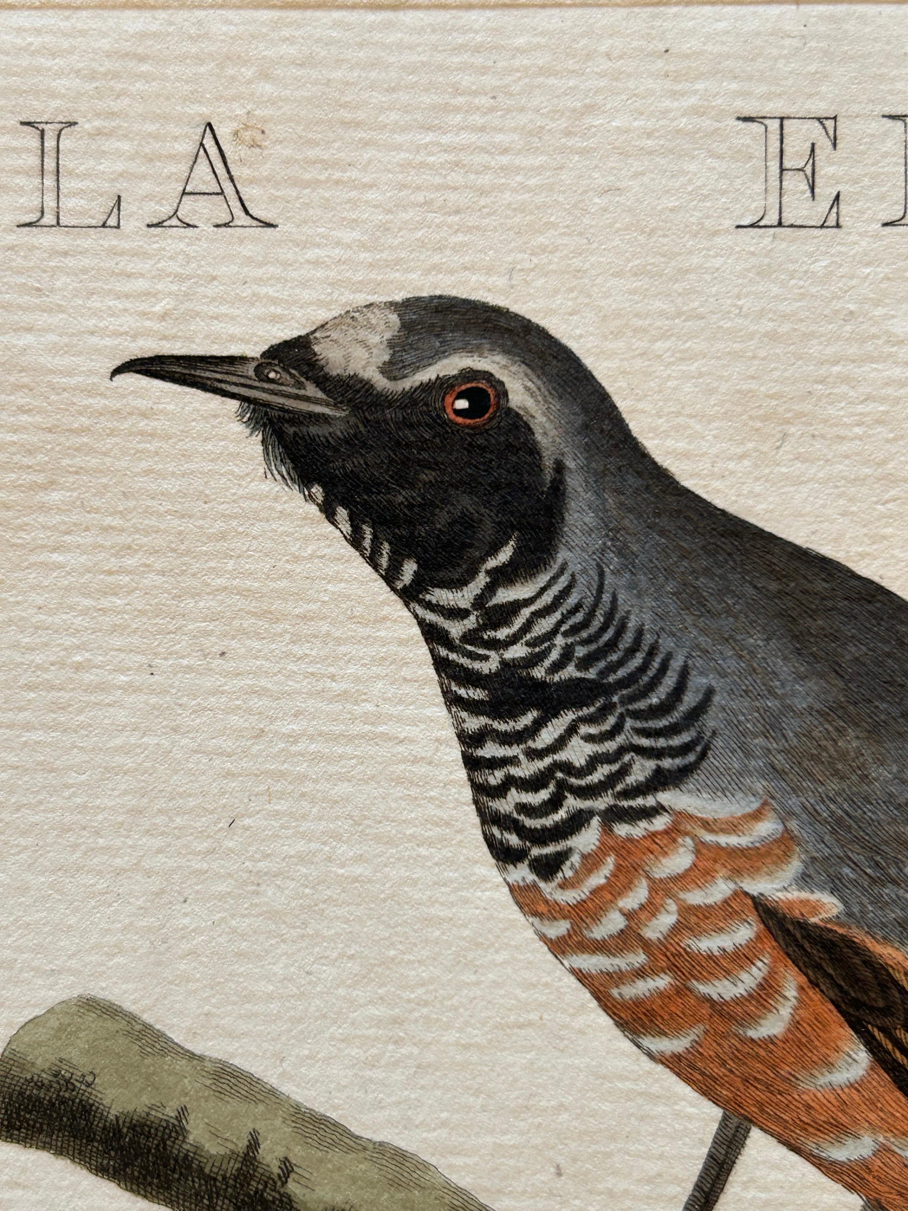 Antiker antiker Vogeldruck des Common Redstart von Sepp & Nozeman, 1809 (Graviert) im Angebot