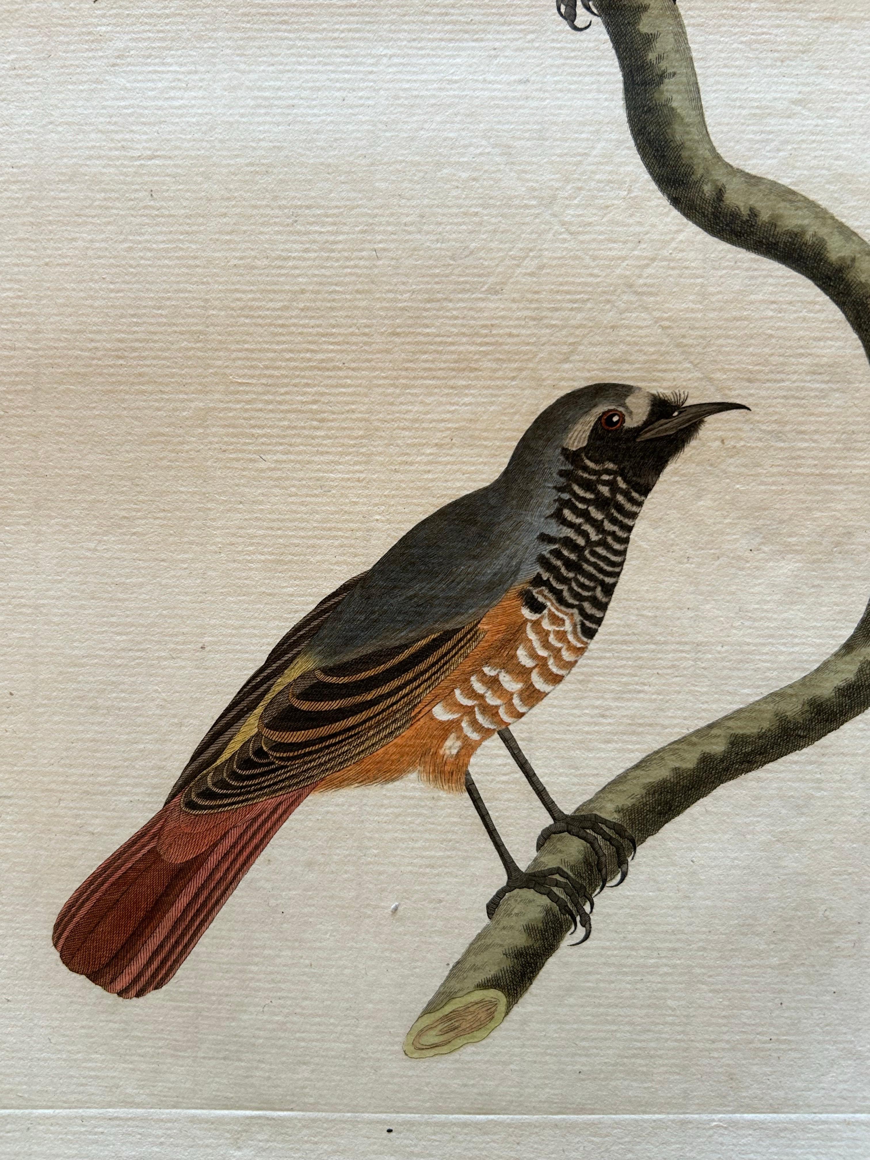 Antiker antiker Vogeldruck des Common Redstart von Sepp & Nozeman, 1809 (Niederländisch) im Angebot