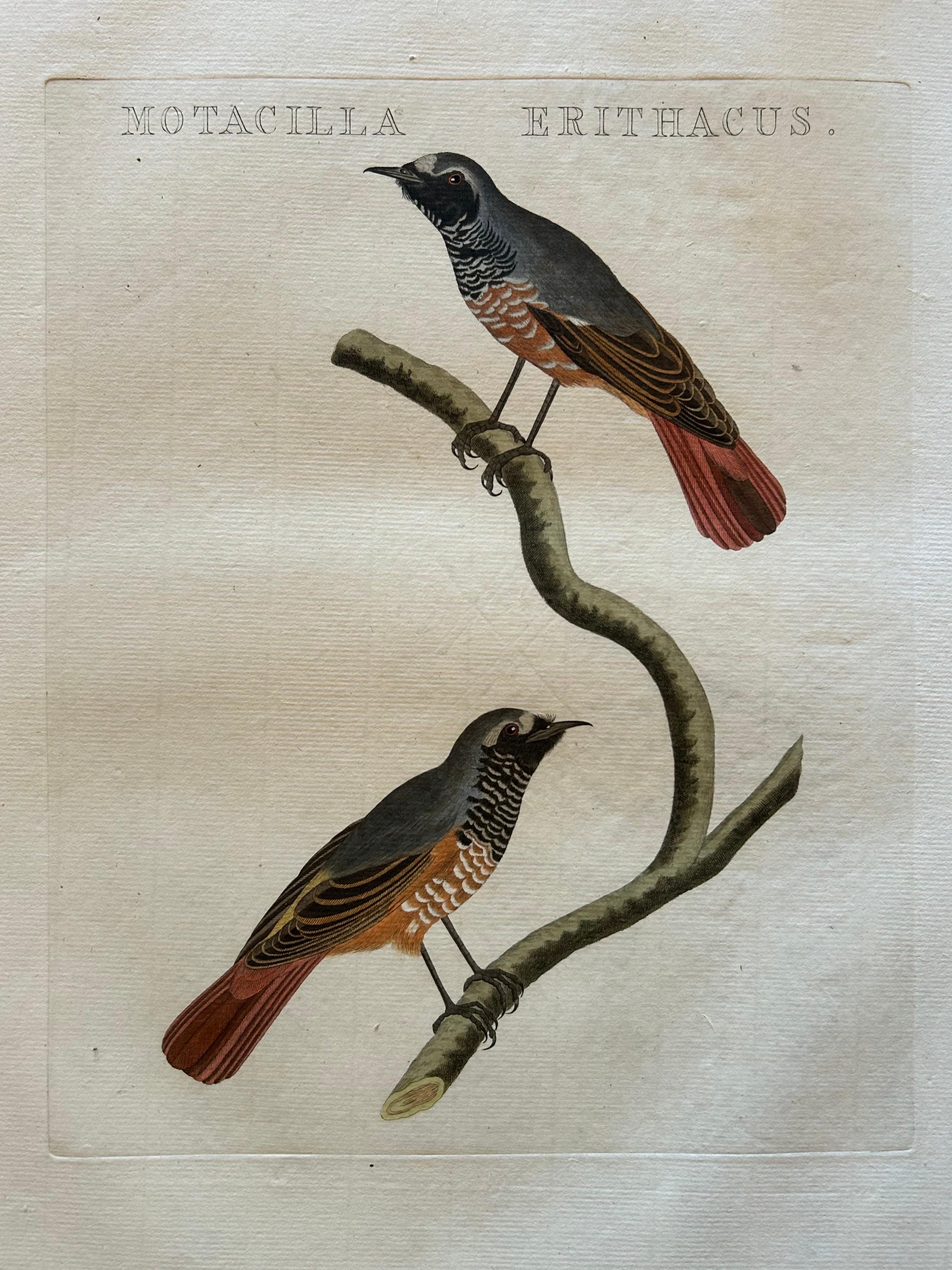 Antiker Druck mit dem Titel 'Motacilla Erithacus'. Dieser Druck zeigt den Hausrotschwanz (niederländisch: gekraagd roodstaartje). Der Gartenrotschwanz (Phoenicurus phoenicurus), oft auch nur Gartenrotschwanz genannt, ist ein kleiner Sperlingsvogel