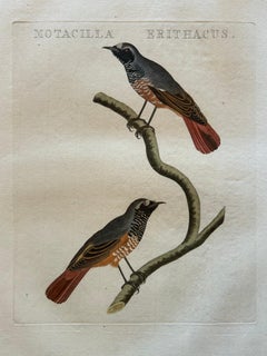 Motacilla Erithacus – Antique Common Redstart Print by Nozeman & Sepp, 1809