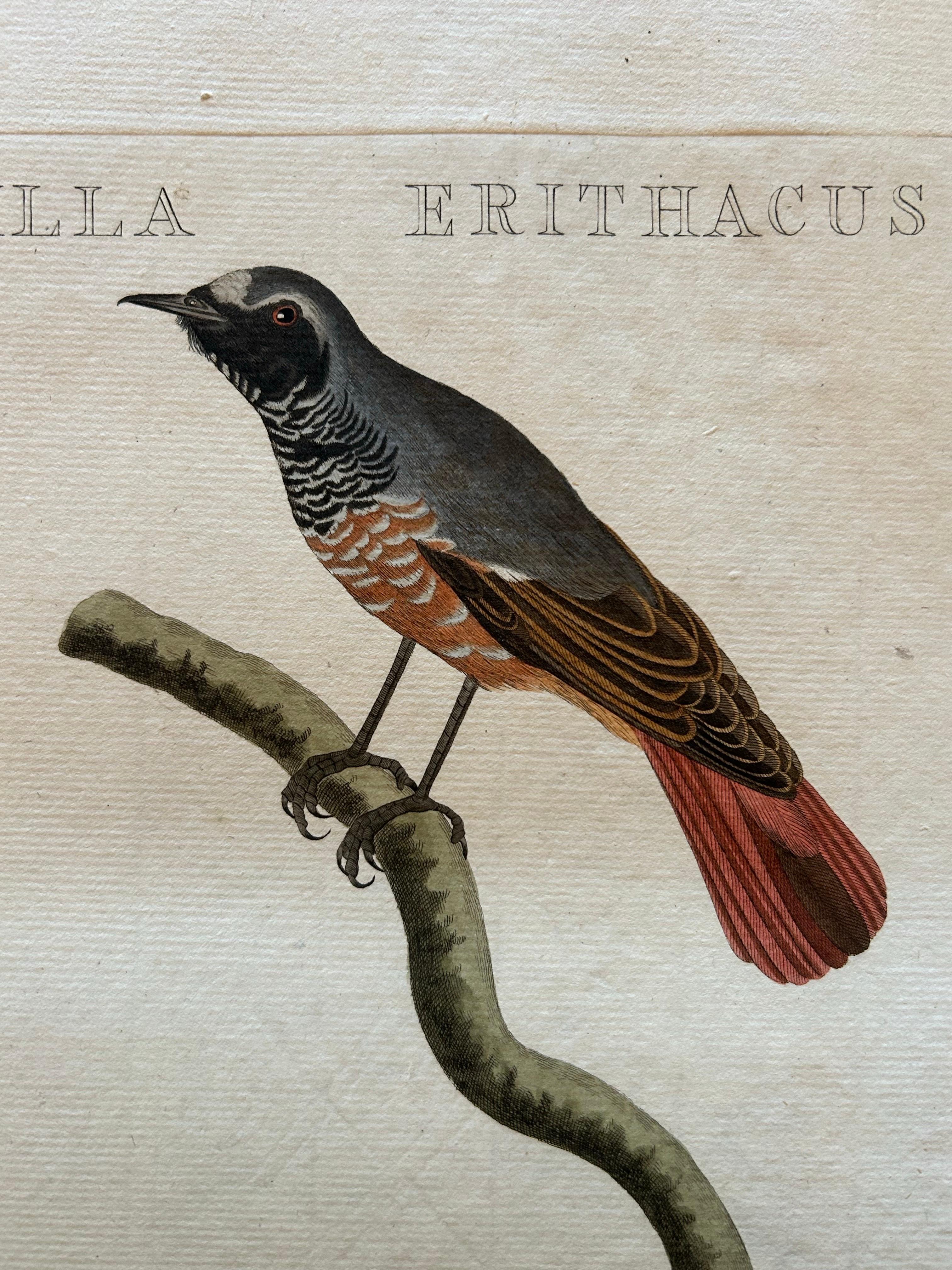 Antiker antiker Vogeldruck des Common Redstart von Sepp & Nozeman, 1809 im Zustand „Gut“ im Angebot in Langweer, NL
