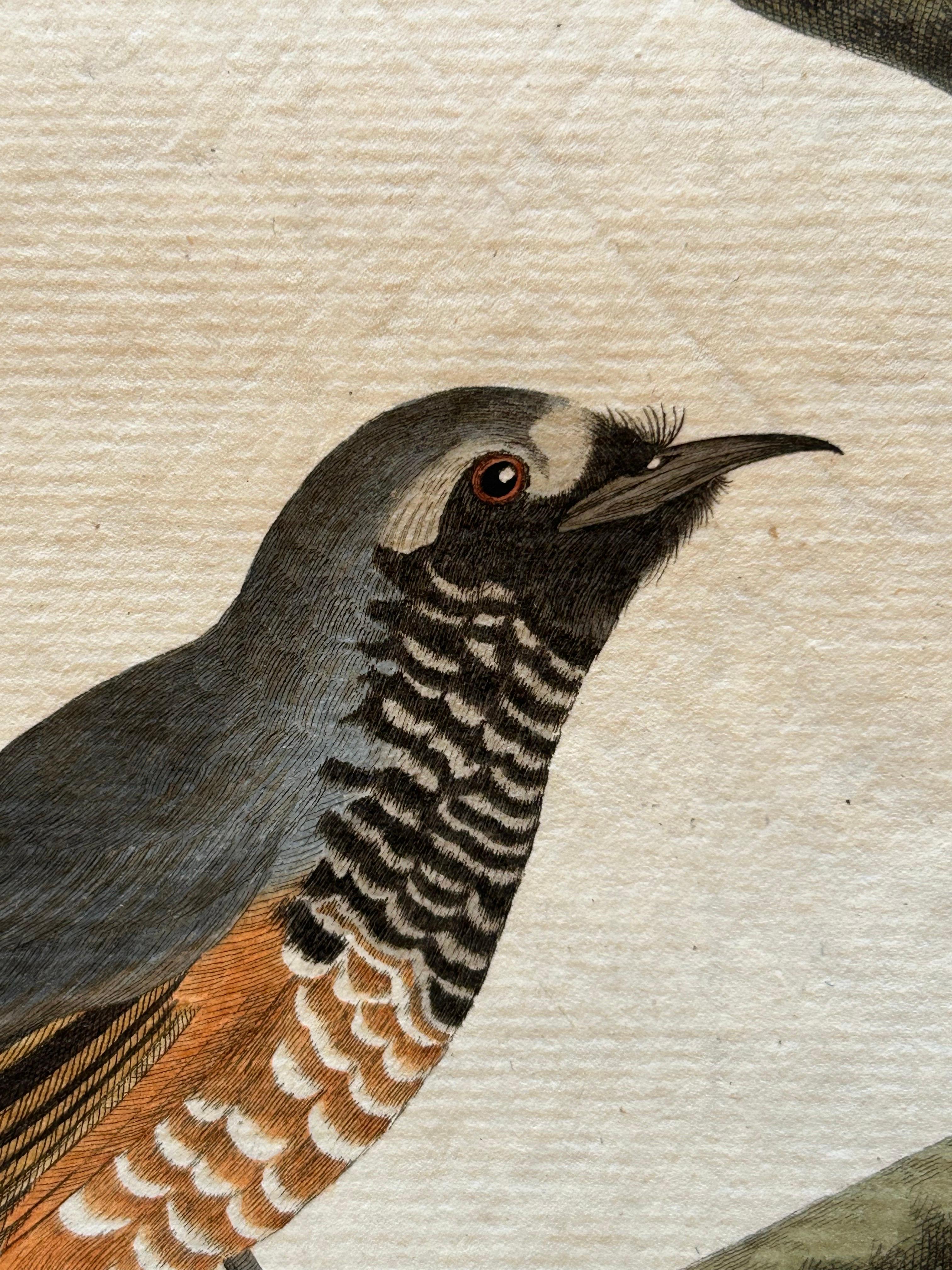 Antiker antiker Vogeldruck des Common Redstart von Sepp & Nozeman, 1809 (19. Jahrhundert) im Angebot