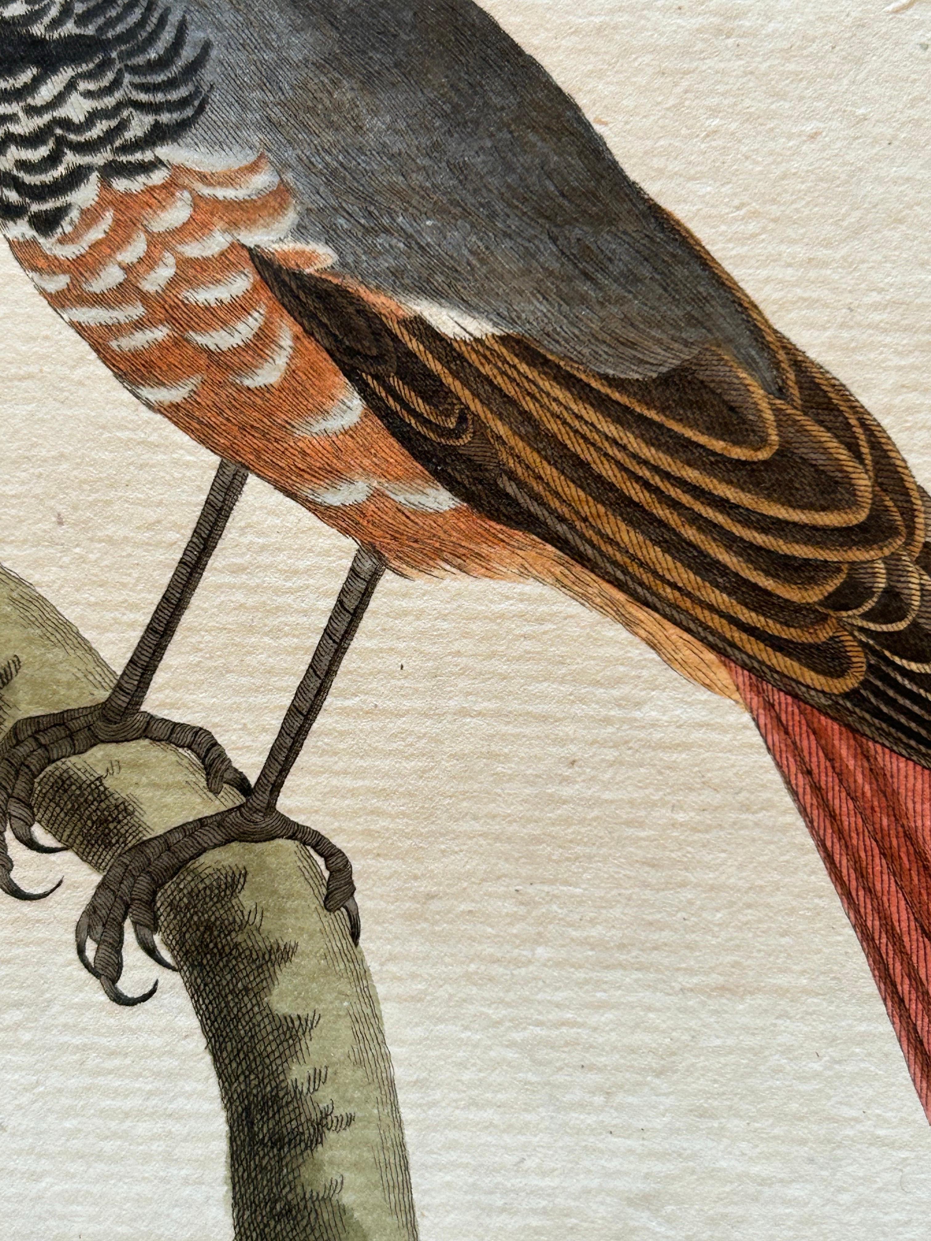 Antiker antiker Vogeldruck des Common Redstart von Sepp & Nozeman, 1809 (Papier) im Angebot
