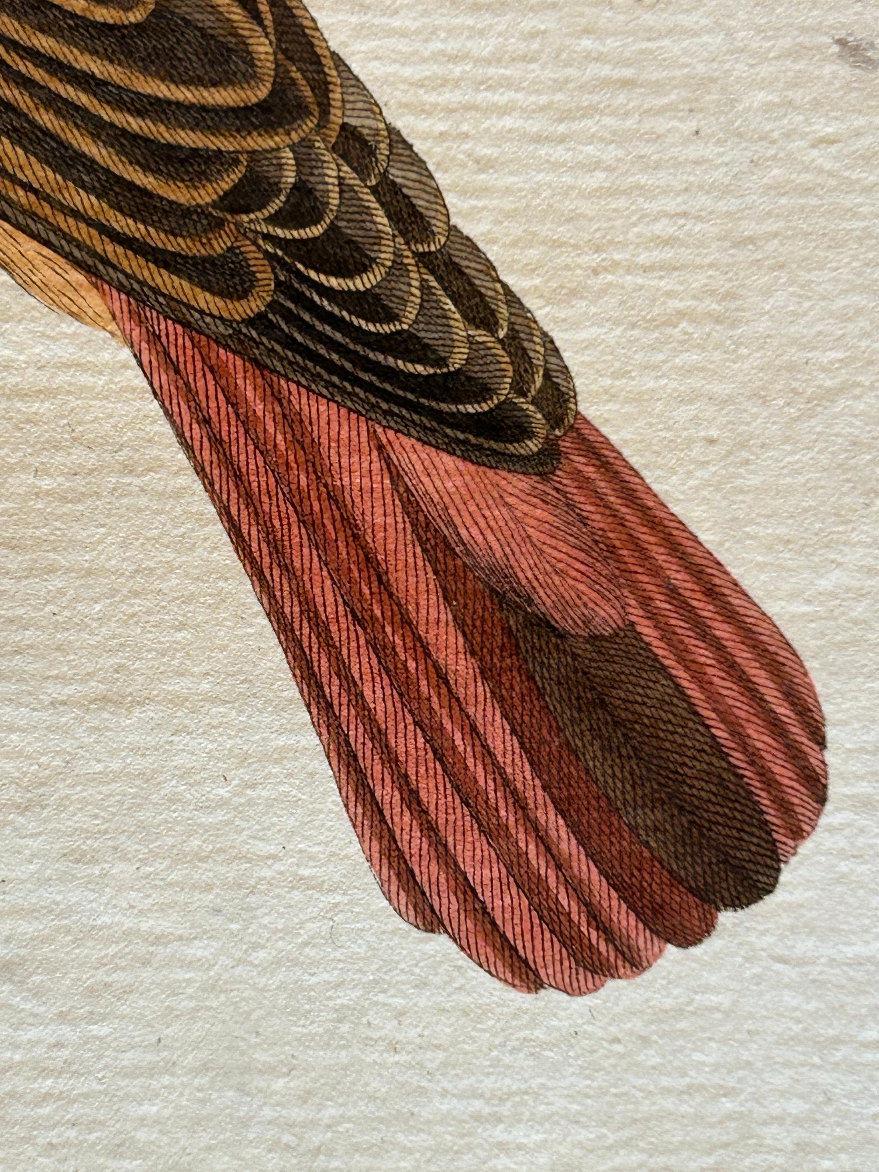 Antiker antiker Vogeldruck des Common Redstart von Sepp & Nozeman, 1809 im Angebot 1