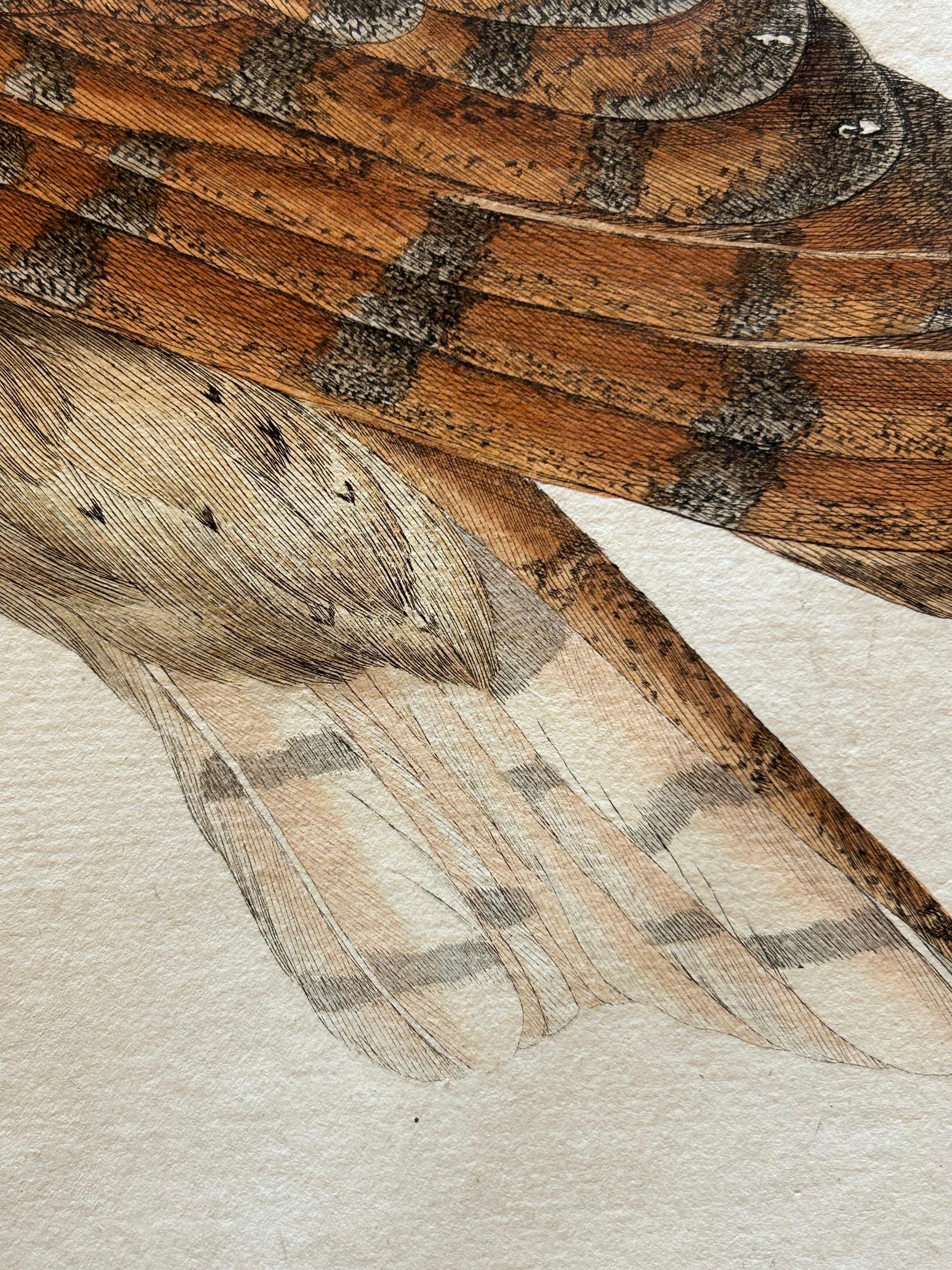 Strix Flammea – Antique Barn Owl Print by Nozeman & Sepp, 1829 In Good Condition For Sale In Langweer, NL