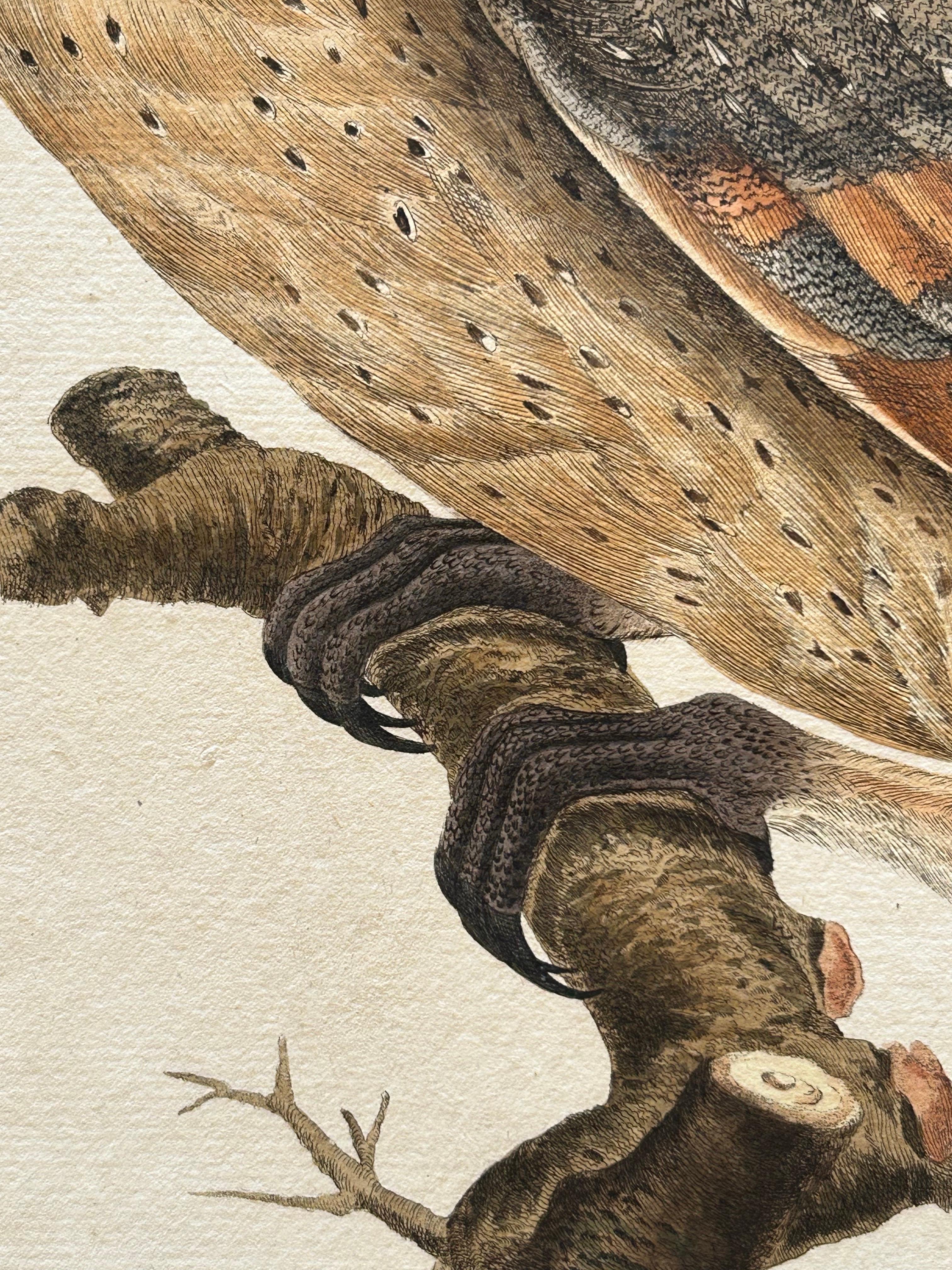 Strix Flammea – Antique Barn Owl Print by Nozeman & Sepp, 1829 For Sale 1