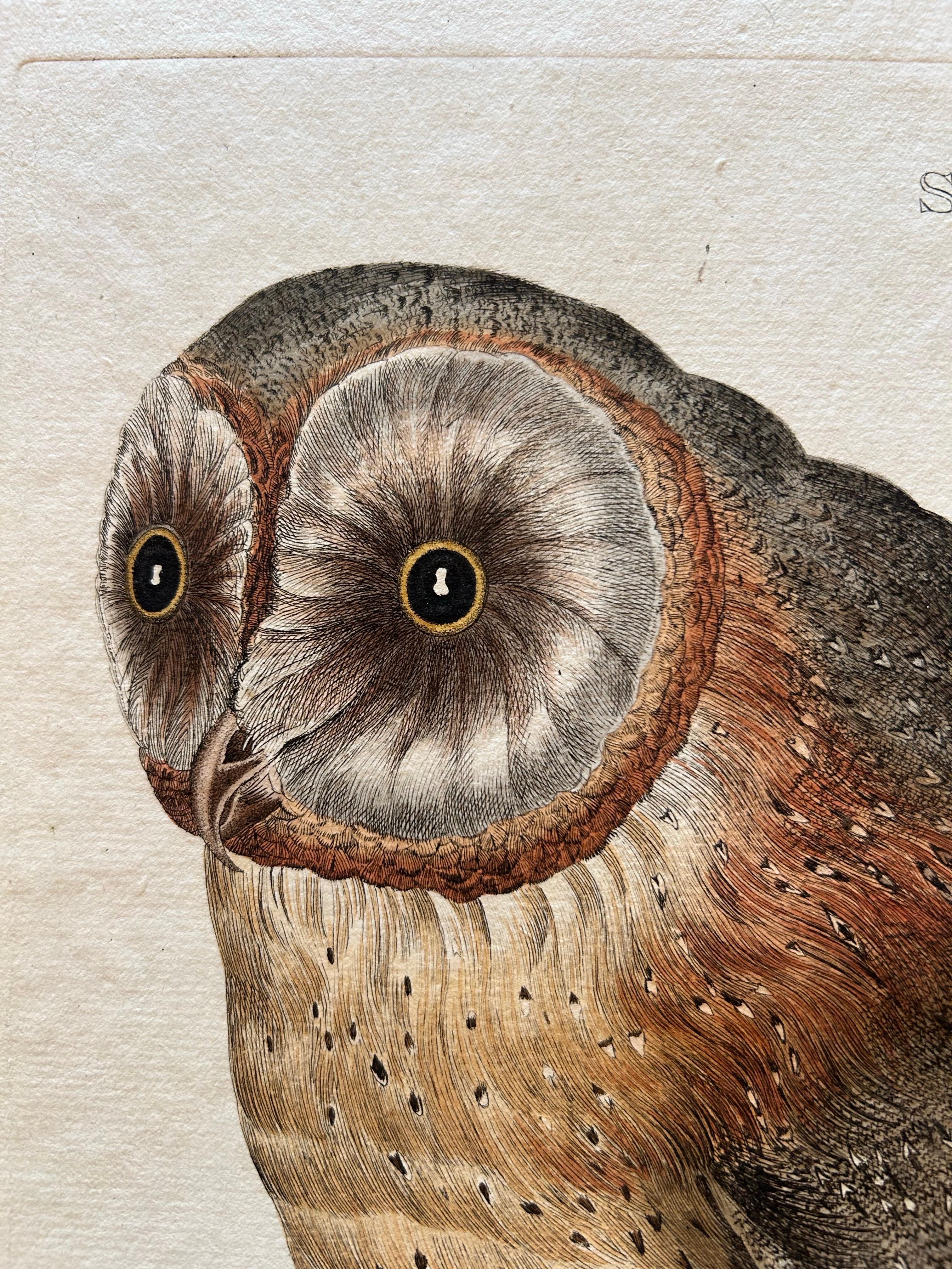 Strix Flammea – Antique Barn Owl Print by Nozeman & Sepp, 1829 For Sale 3