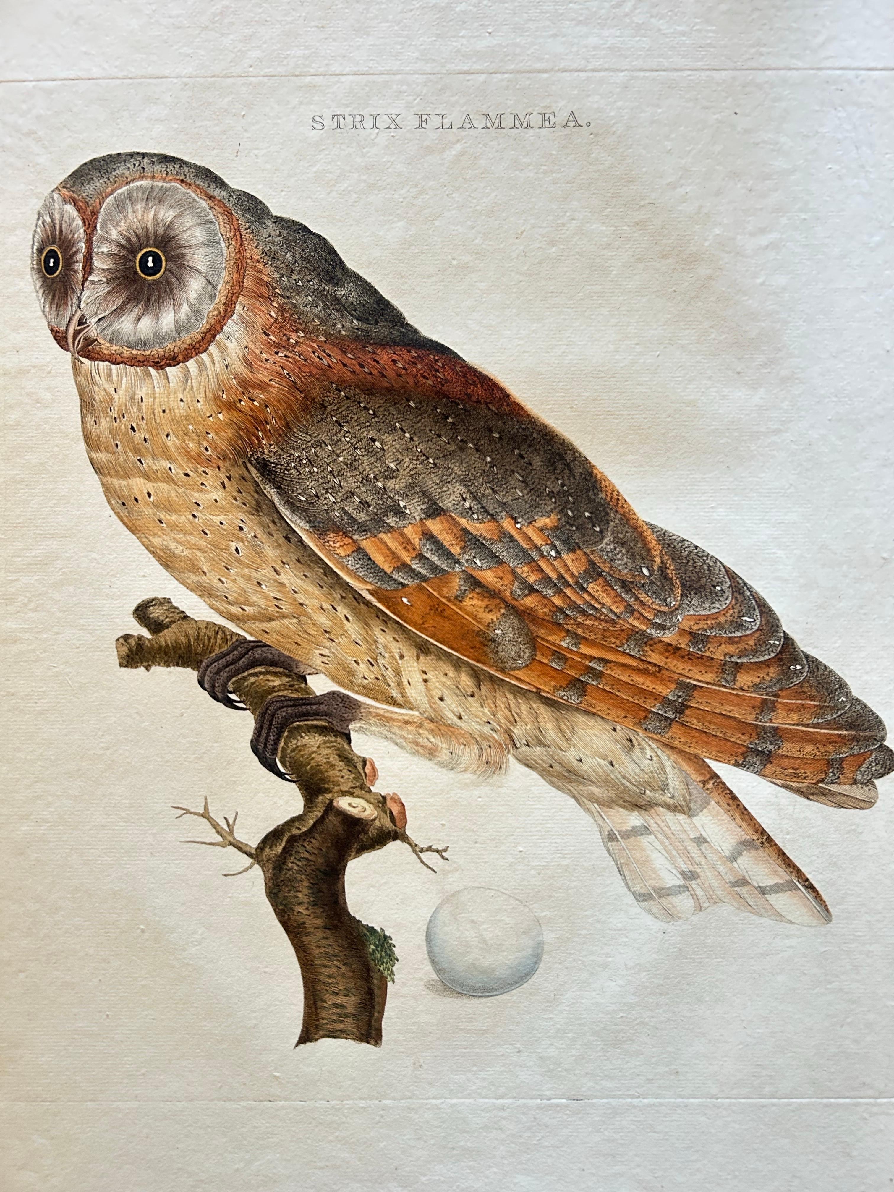 Dutch Strix Flammea – Antique Barn Owl Print by Nozeman & Sepp, 1829 For Sale