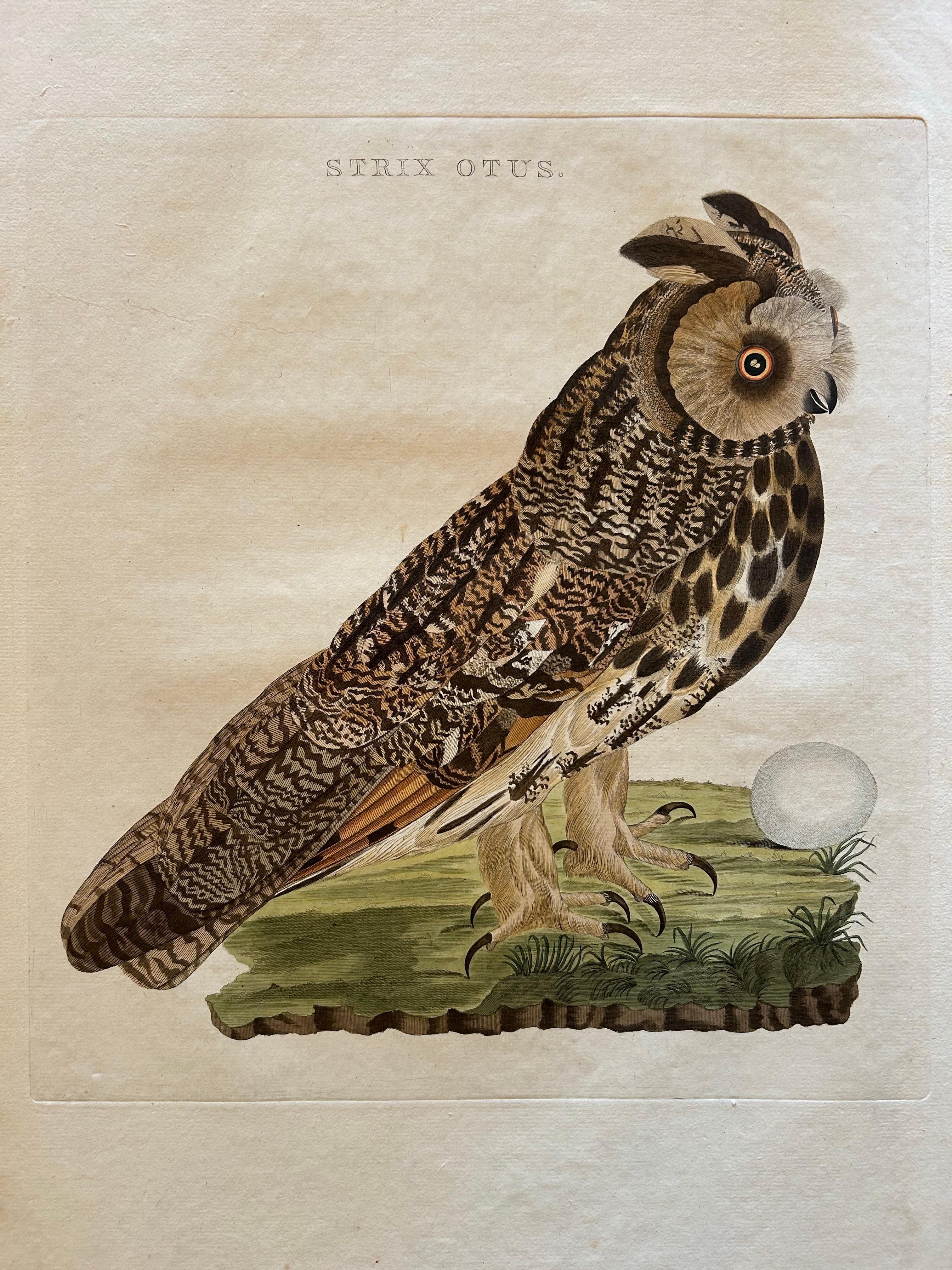 great eared nightjar for sale