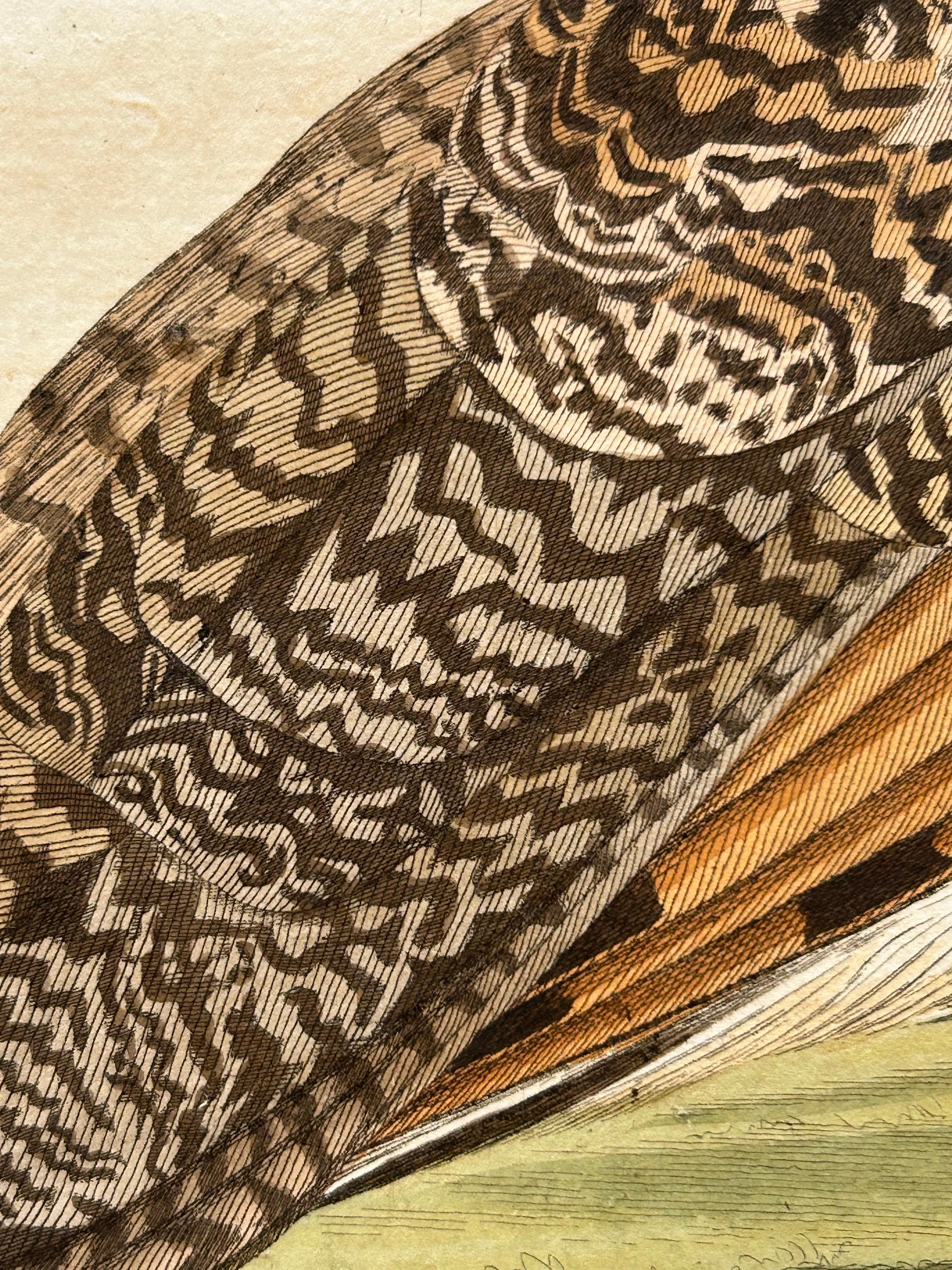 Strix Otus – Antique Long-Eared Owl Print by Nozeman & Sepp, 1809 In Good Condition For Sale In Langweer, NL