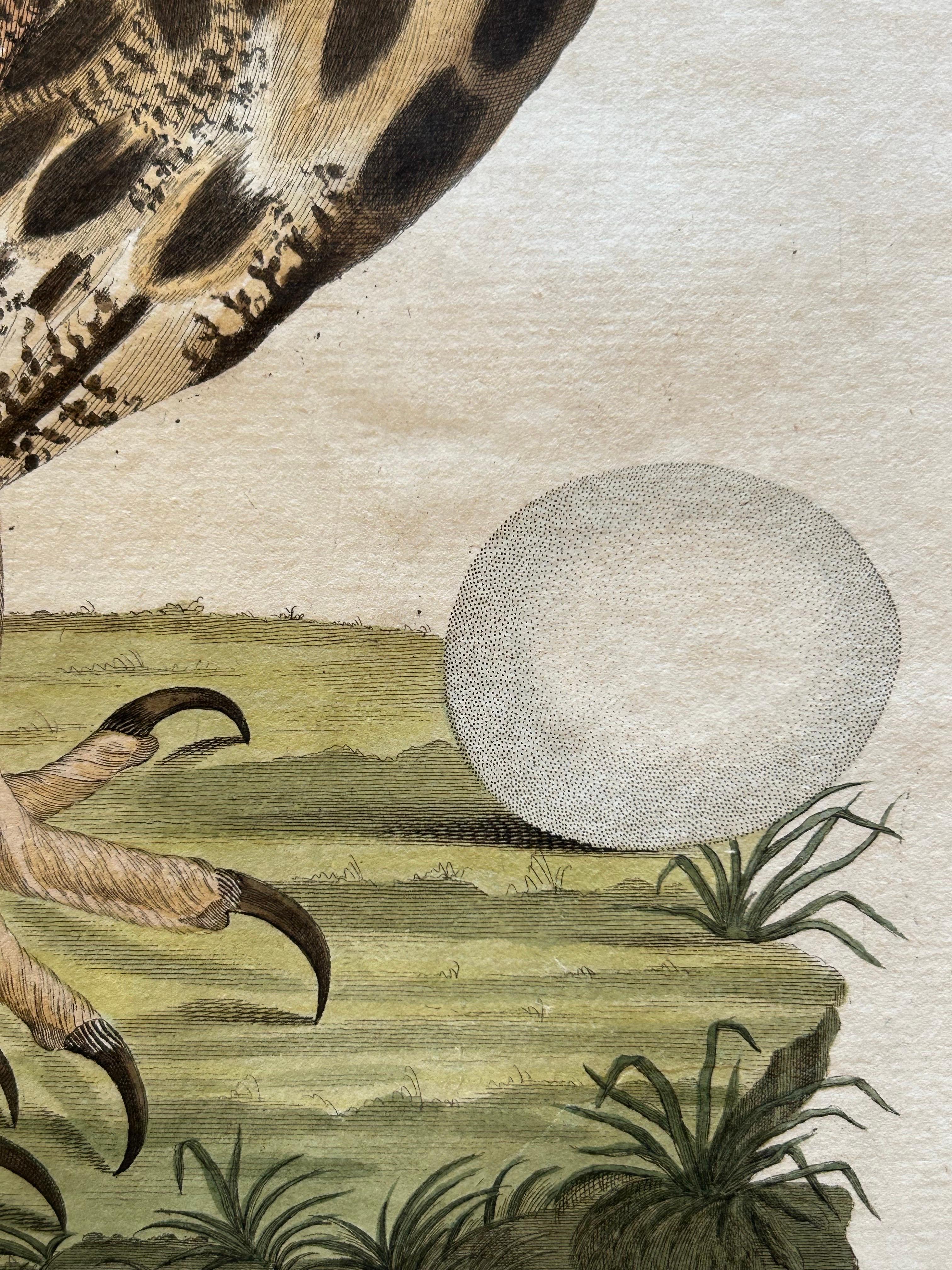 19th Century Strix Otus – Antique Long-Eared Owl Print by Nozeman & Sepp, 1809 For Sale