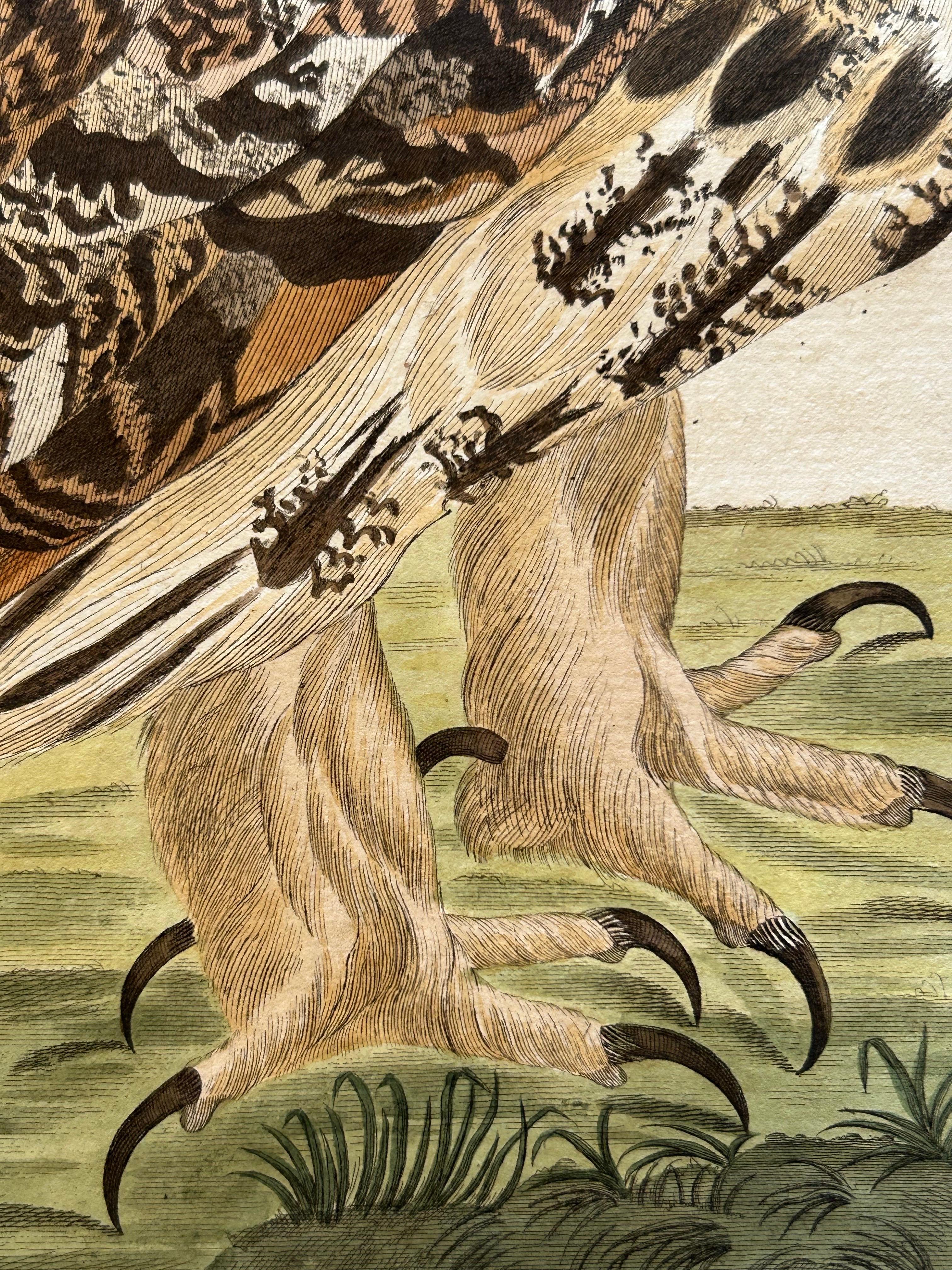 Paper Strix Otus – Antique Long-Eared Owl Print by Nozeman & Sepp, 1809 For Sale