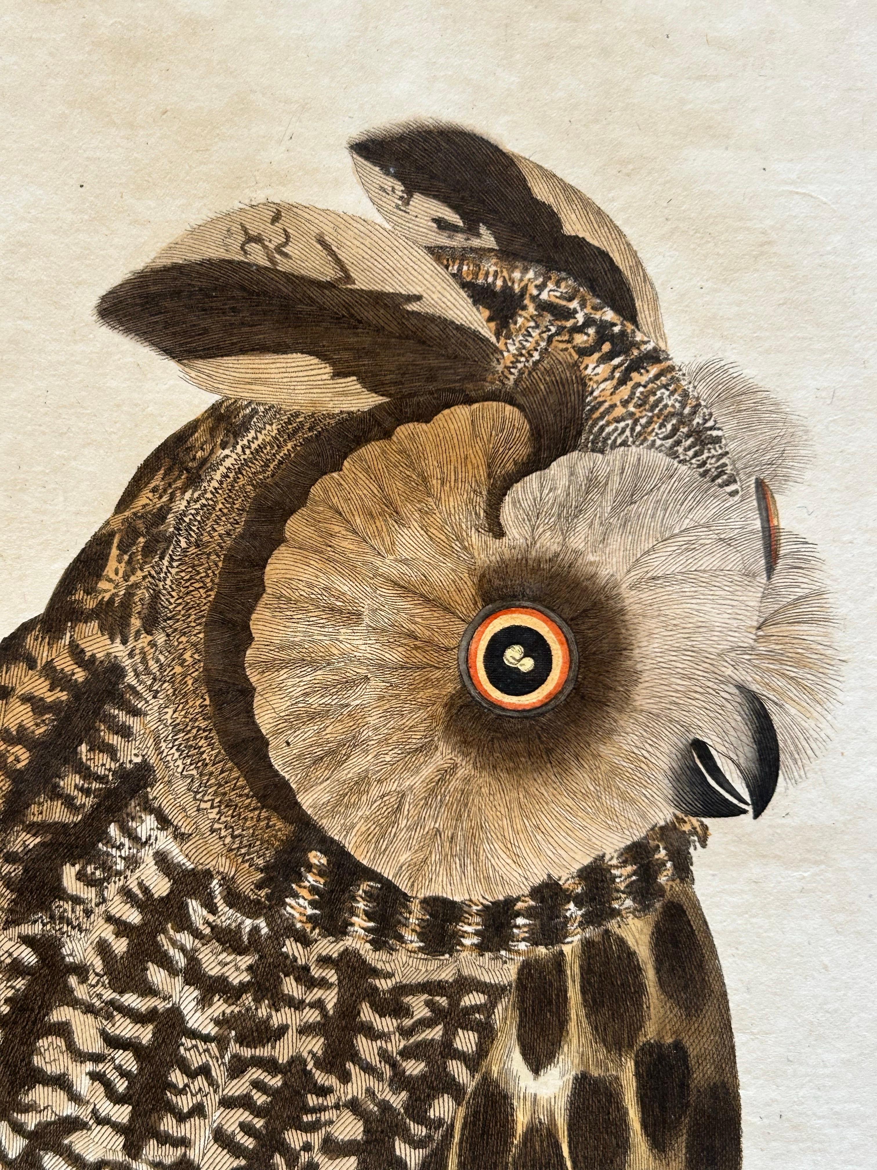 owl bundy