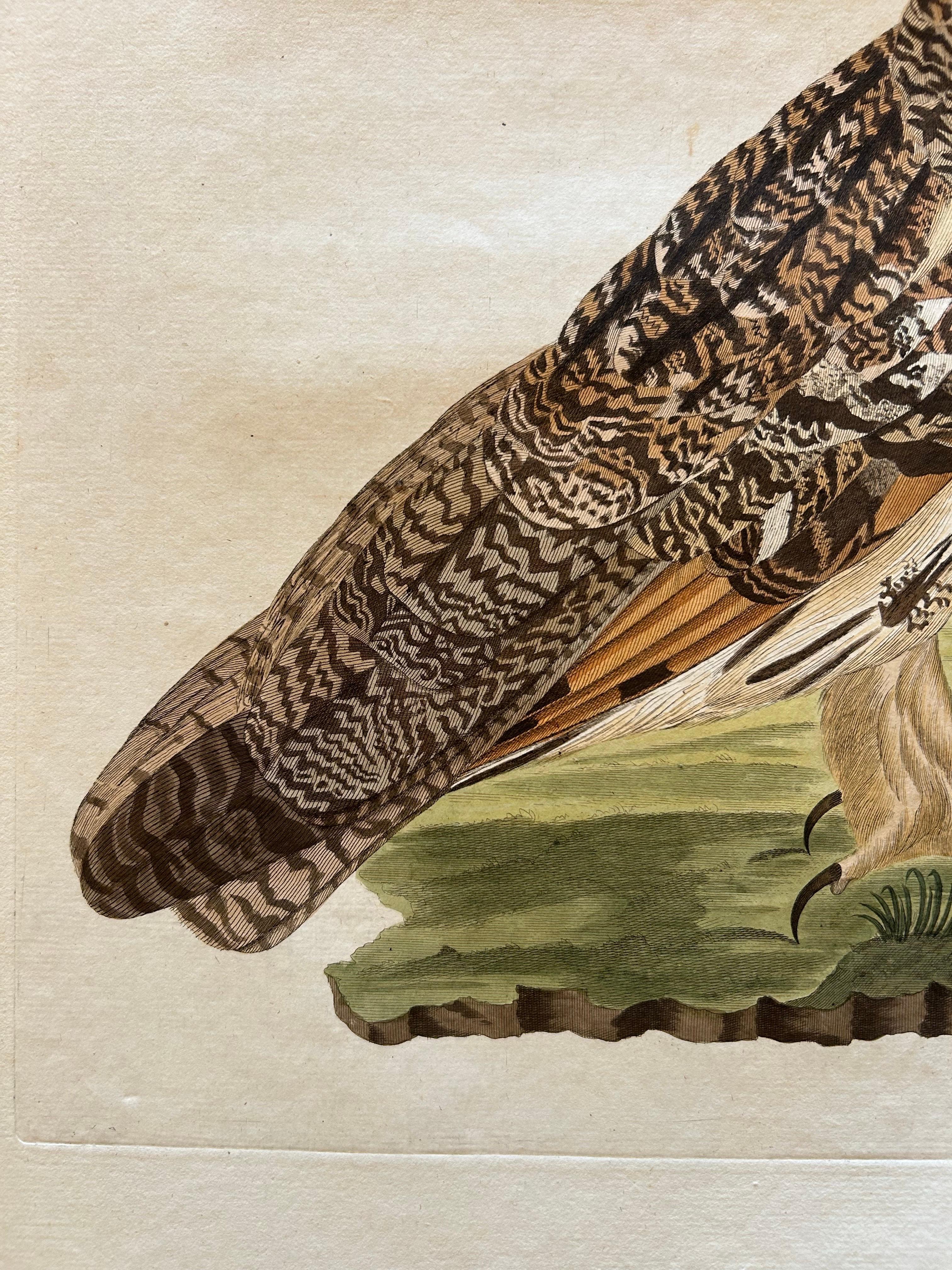 Strix Otus – Antique Long-Eared Owl Print by Nozeman & Sepp, 1809 For Sale 1