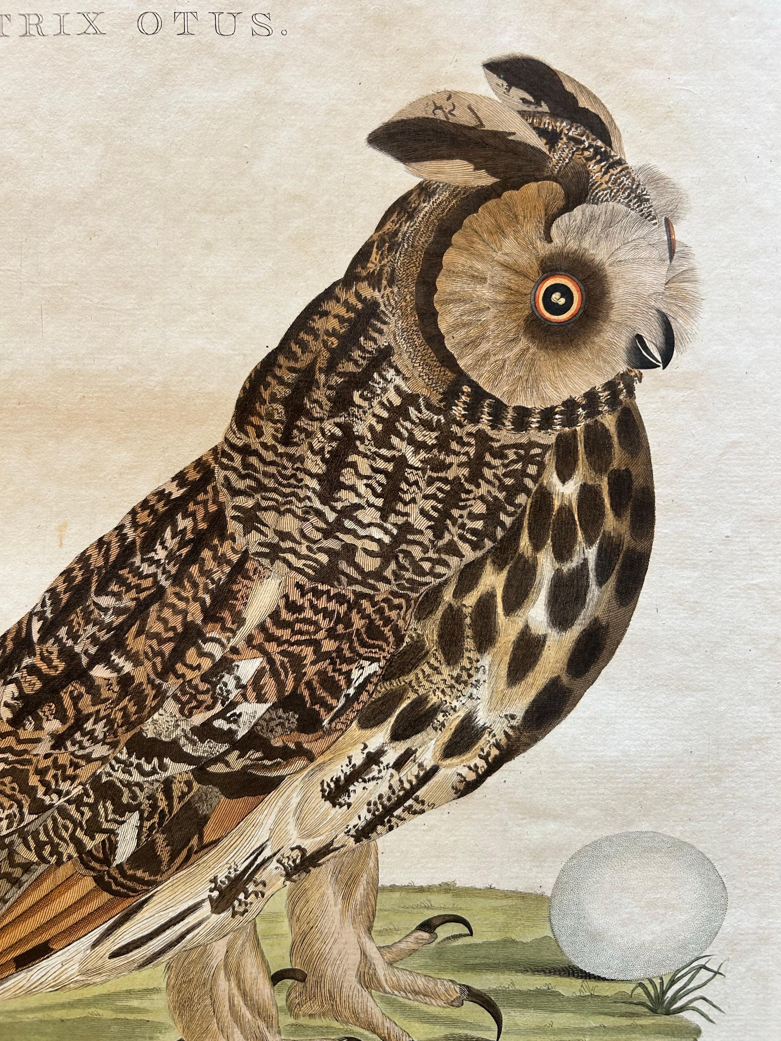 vintage owl prints