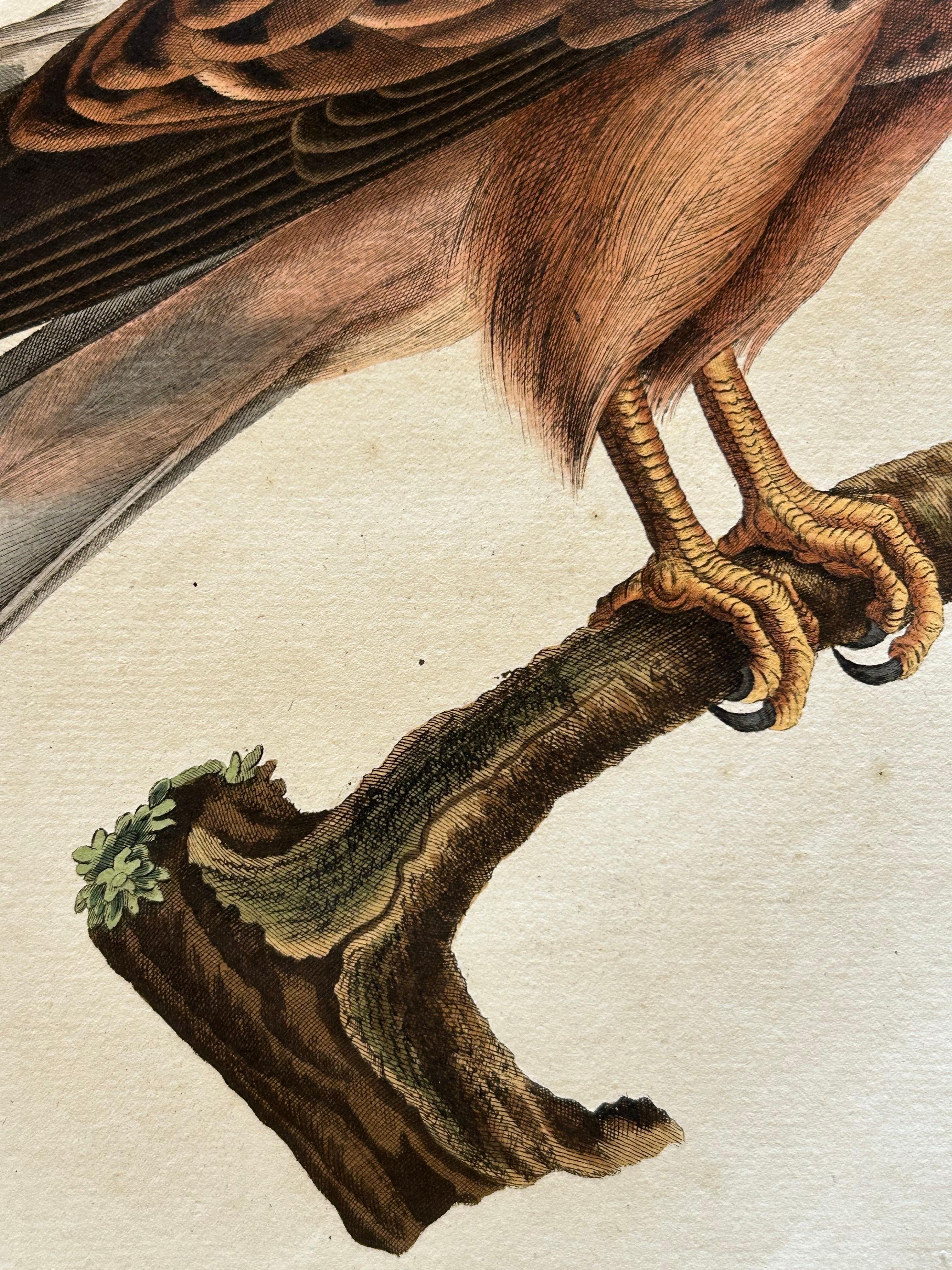 Inciso Stampa antica di un gheppio comune maschio di Sepp & Nozeman, 1809 in vendita