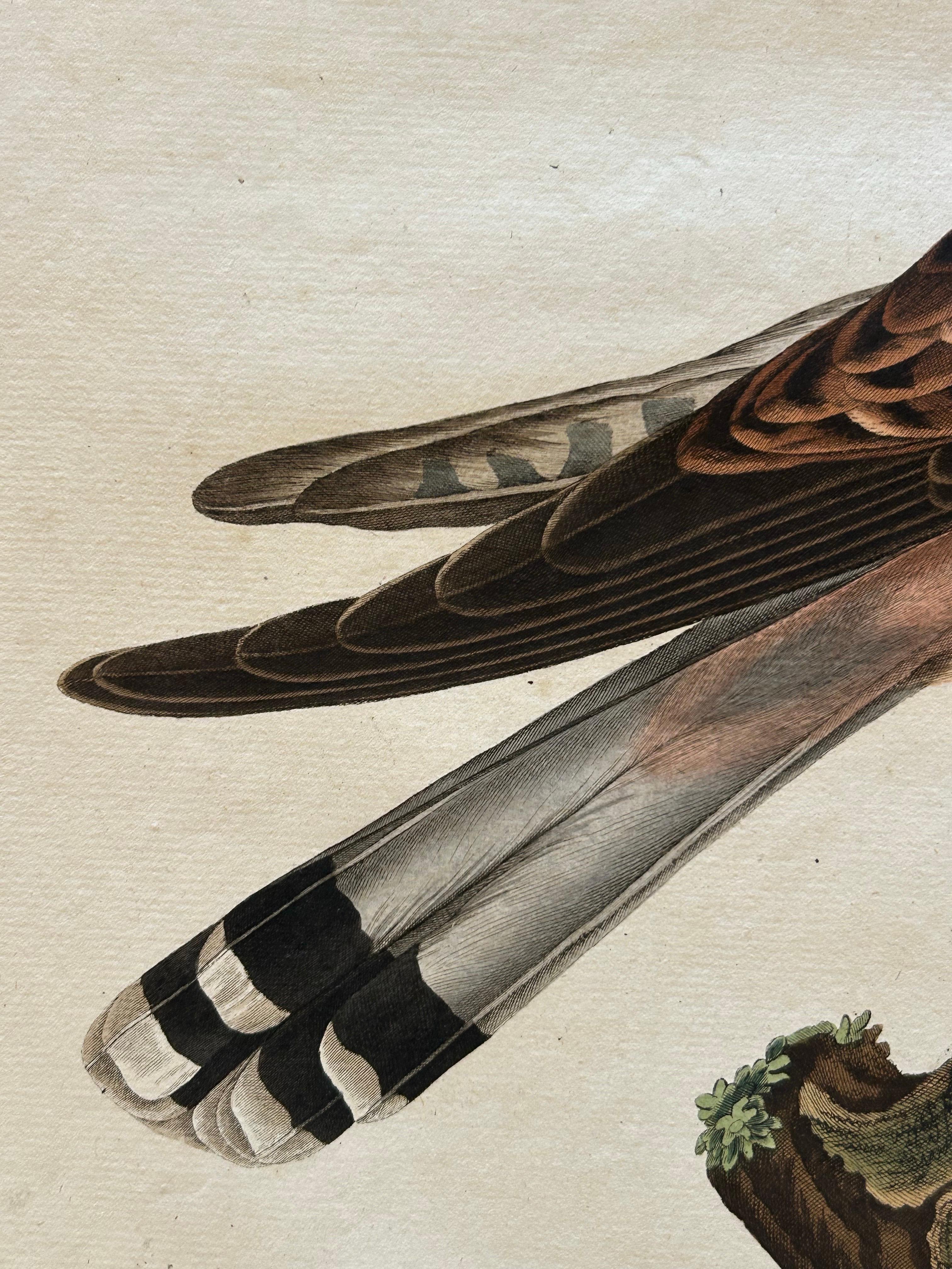 Stampa antica di un gheppio comune maschio di Sepp & Nozeman, 1809 in vendita 1