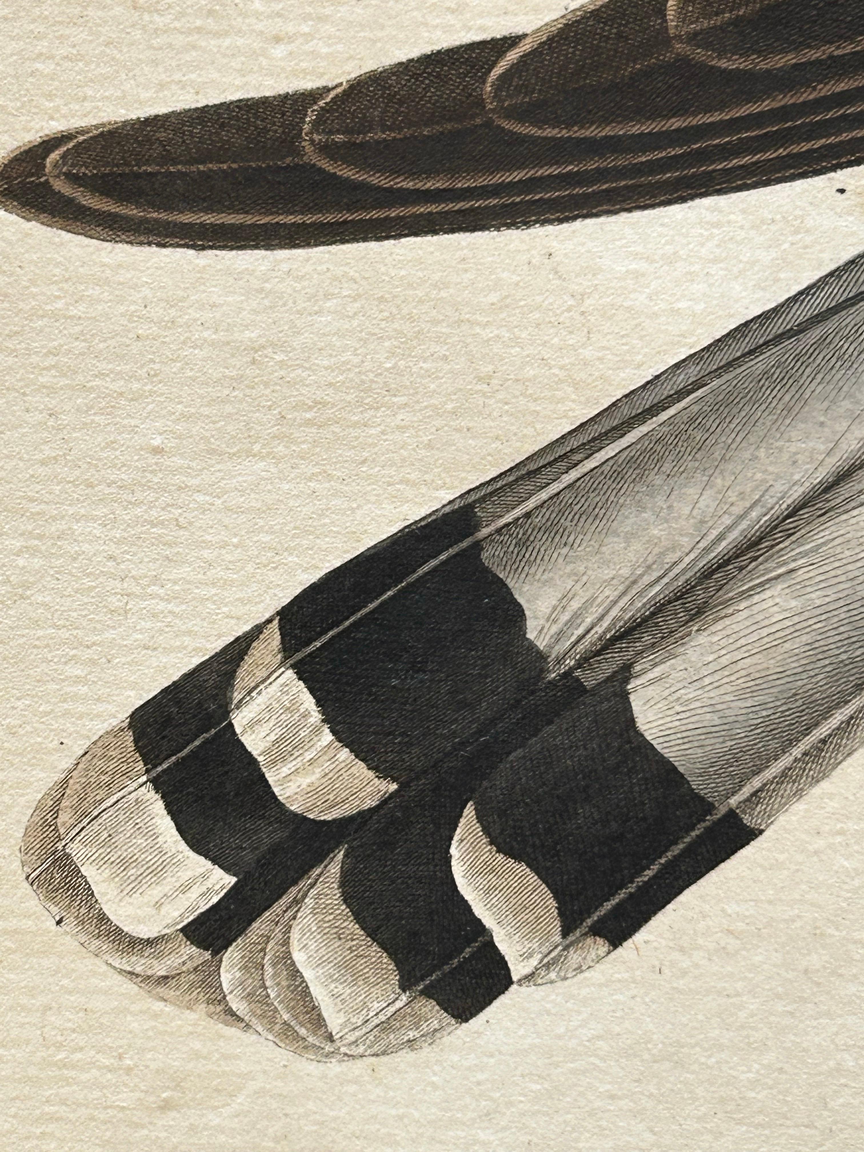 Carta Stampa antica di un gheppio comune maschio di Sepp & Nozeman, 1809 in vendita