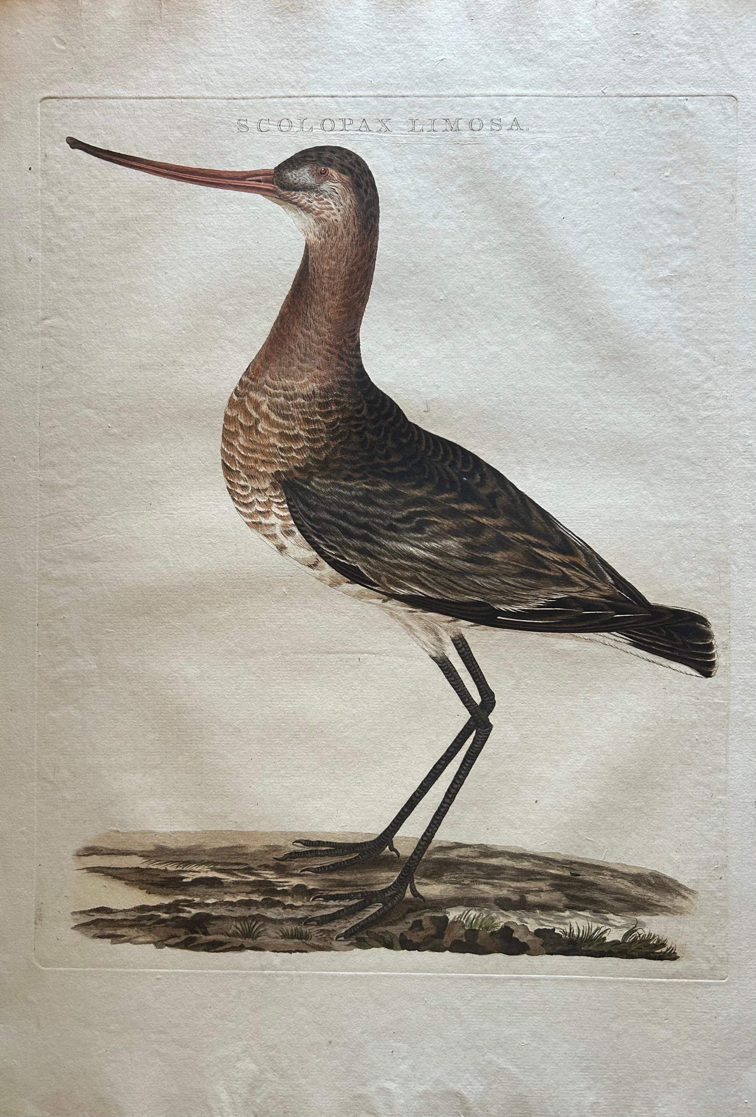 Dutch Scolopax Limosa – Antique Black-Tailed Godwit Print by Nozeman & Sepp, 1809 For Sale