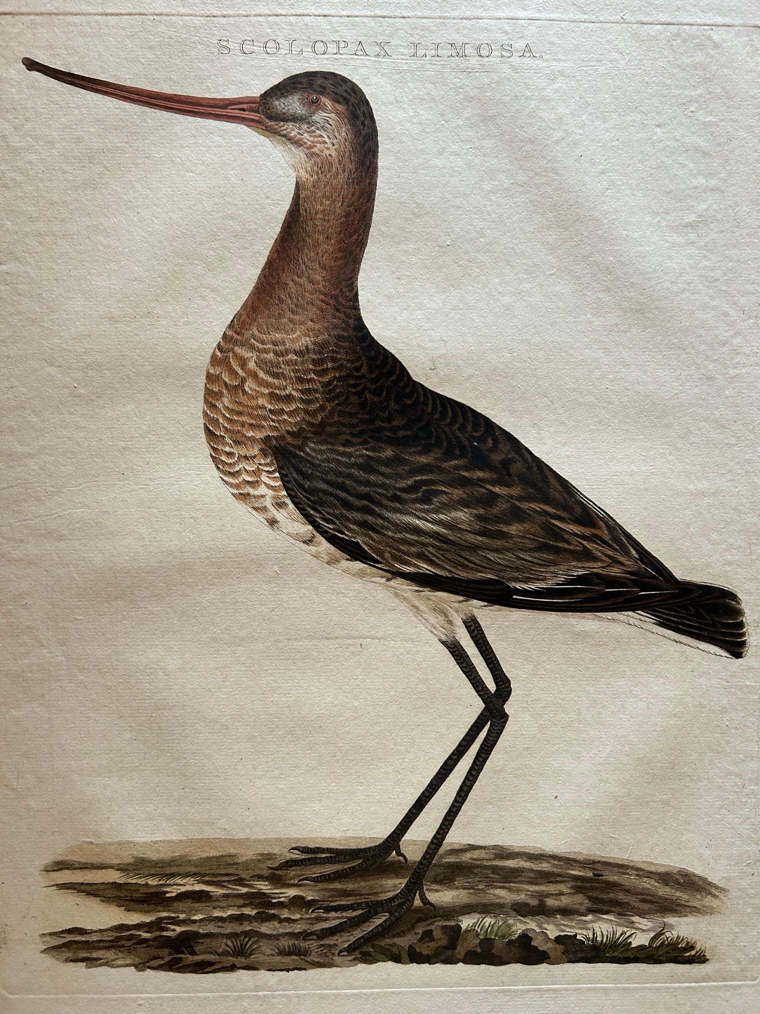 Engraved Scolopax Limosa – Antique Black-Tailed Godwit Print by Nozeman & Sepp, 1809 For Sale