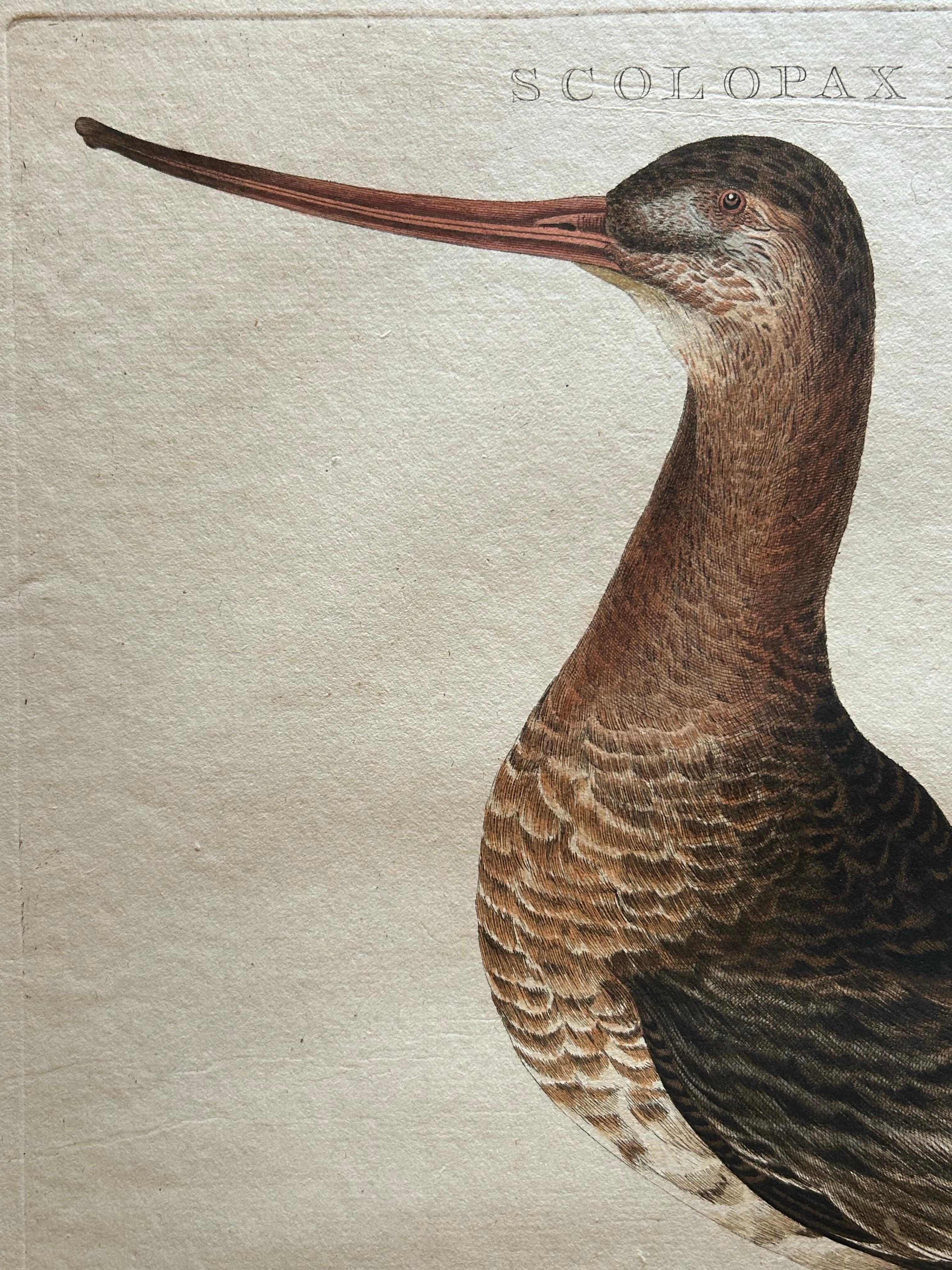 Scolopax Limosa – Antique Black-Tailed Godwit Print by Nozeman & Sepp, 1809 In Good Condition For Sale In Langweer, NL