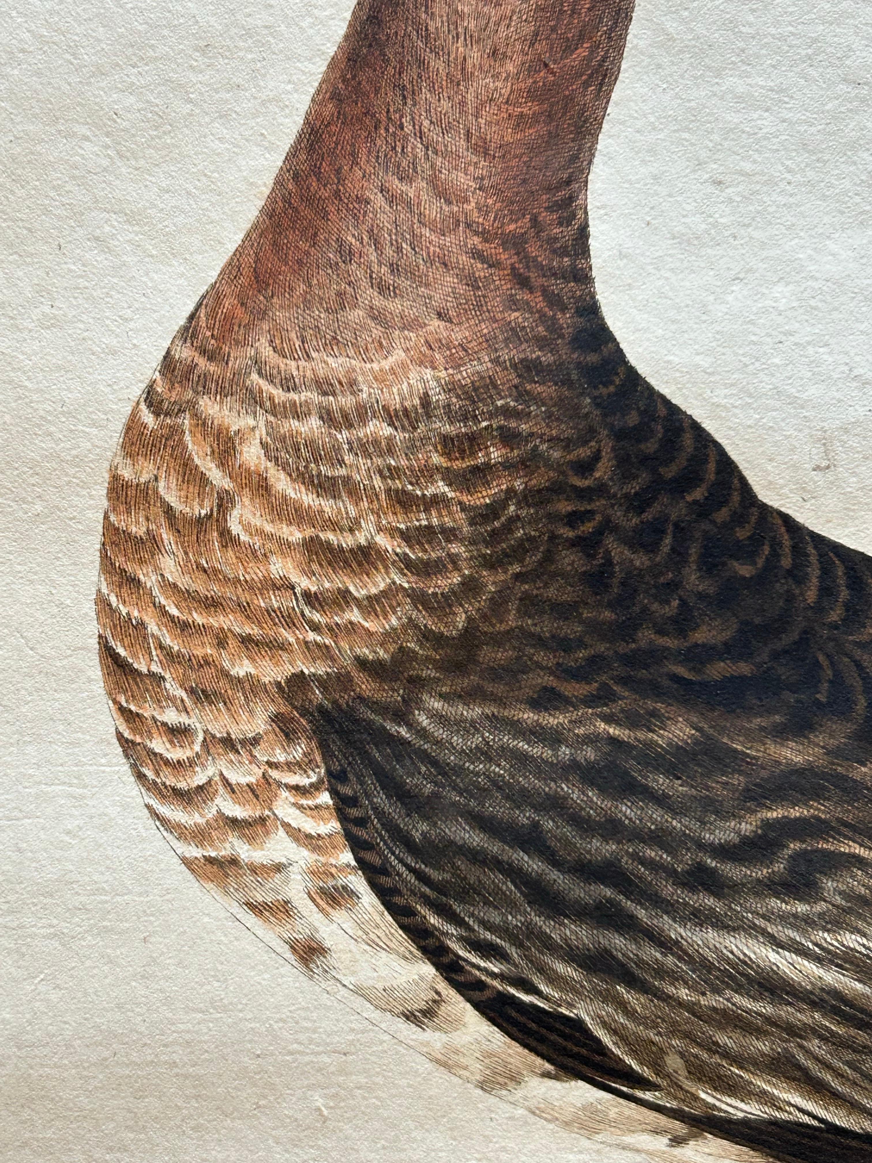 19th Century Scolopax Limosa – Antique Black-Tailed Godwit Print by Nozeman & Sepp, 1809 For Sale