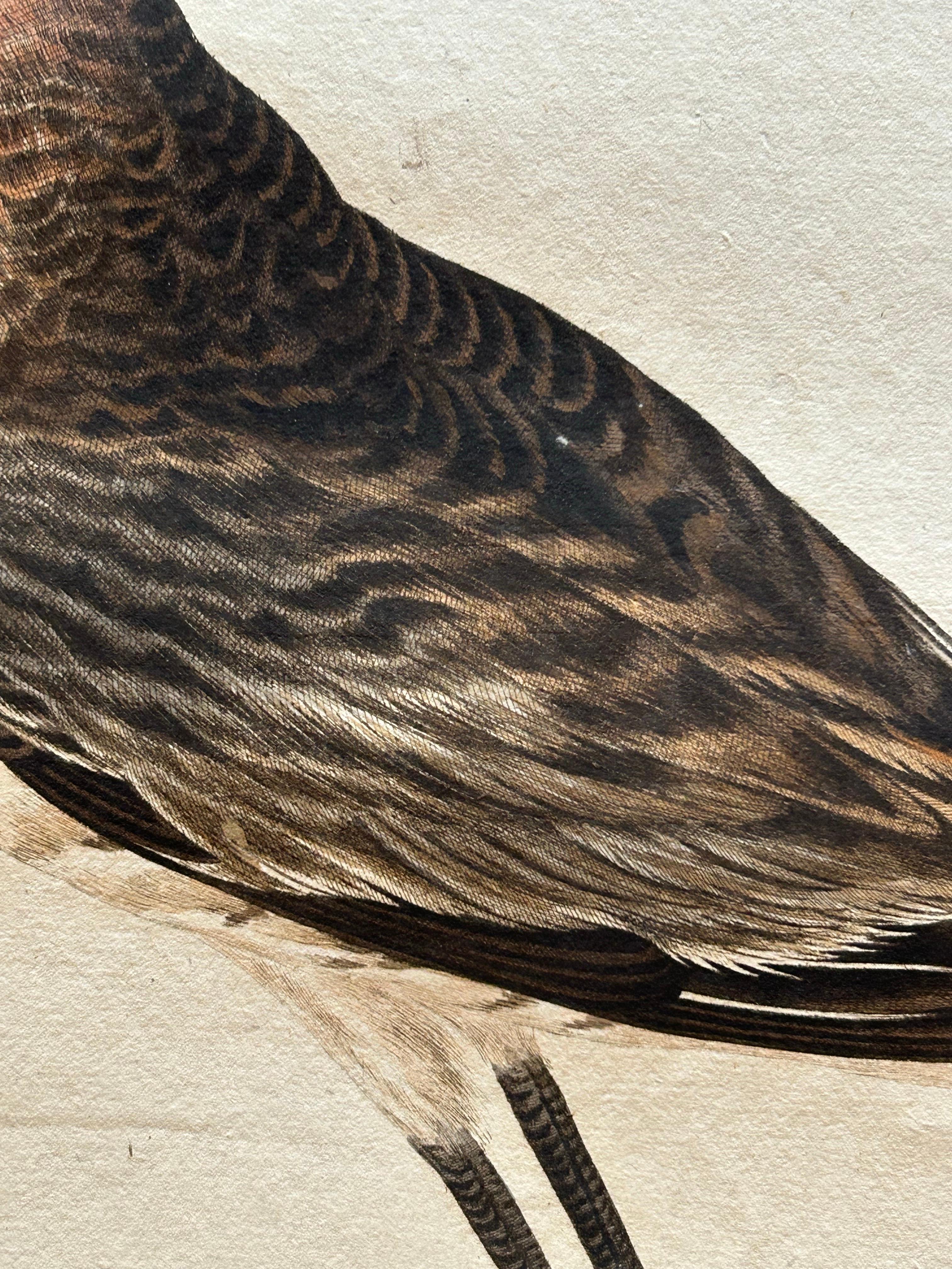 Paper Scolopax Limosa – Antique Black-Tailed Godwit Print by Nozeman & Sepp, 1809 For Sale