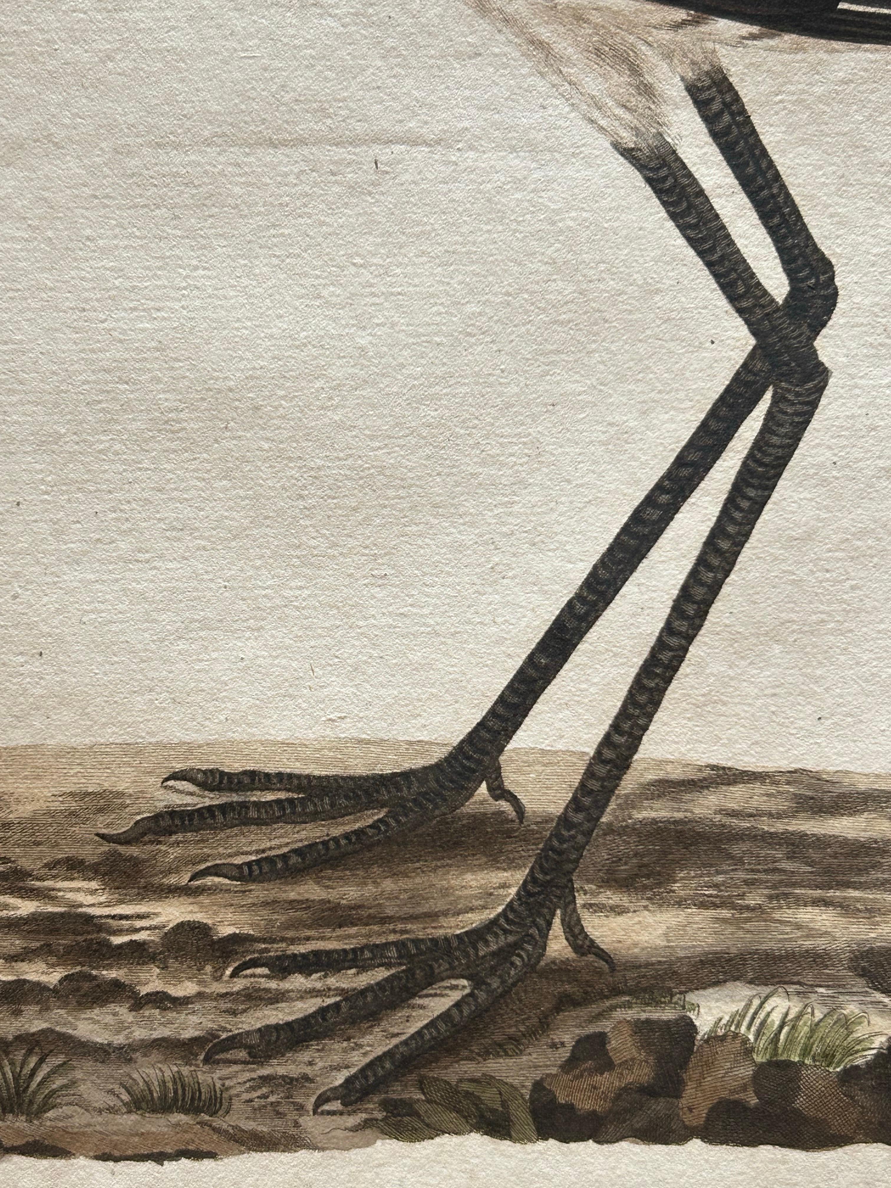 Scolopax Limosa – Antique Black-Tailed Godwit Print by Nozeman & Sepp, 1809 For Sale 2
