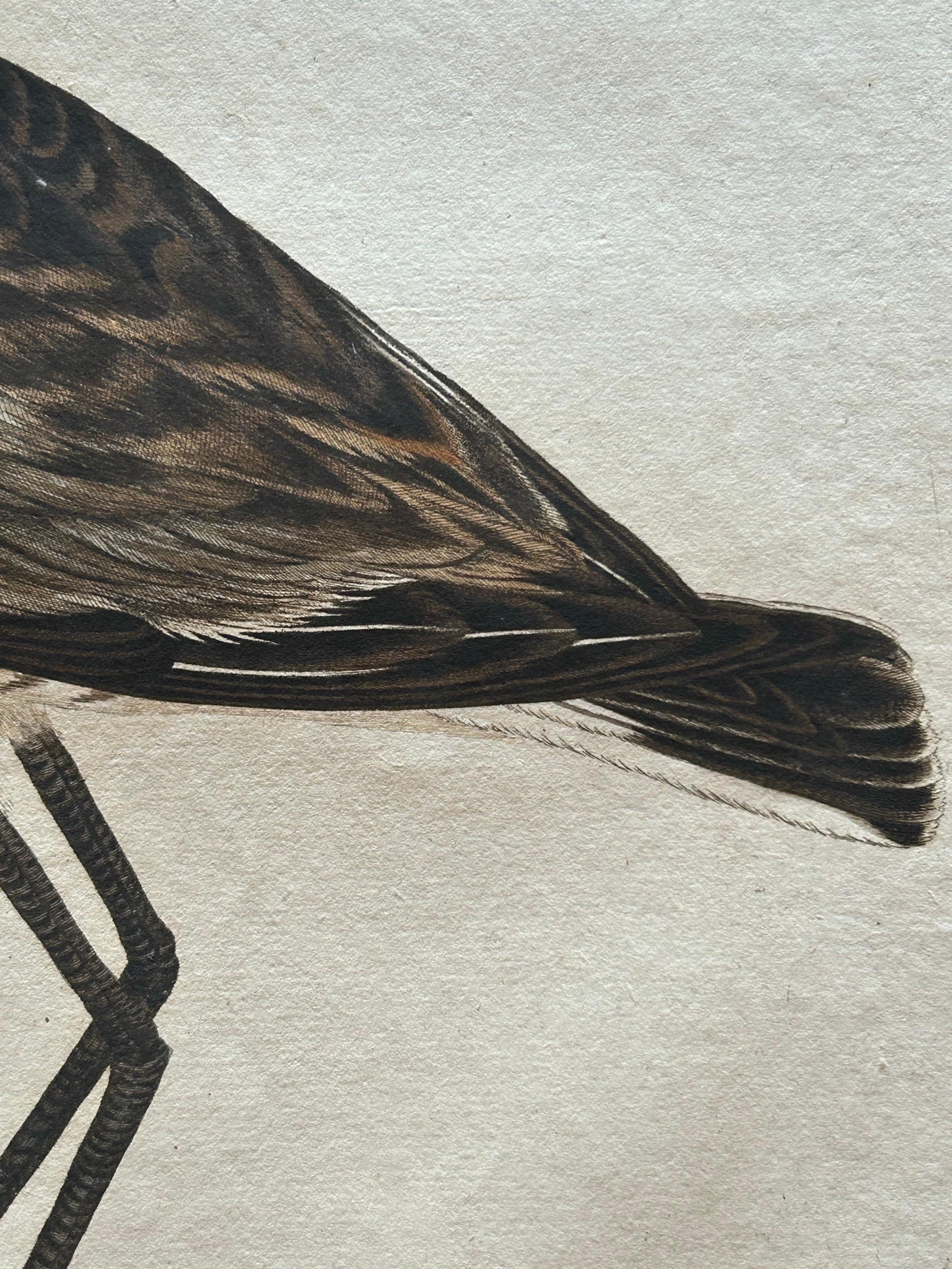 Scolopax Limosa – Antique Black-Tailed Godwit Print by Nozeman & Sepp, 1809 For Sale 3