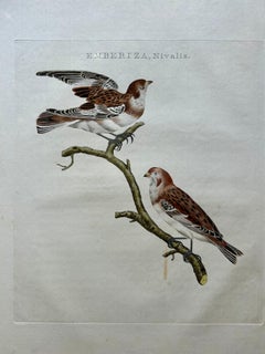Emberiza nivalis – Antique Snow Bunting Print by Nozeman & Sepp, 1809