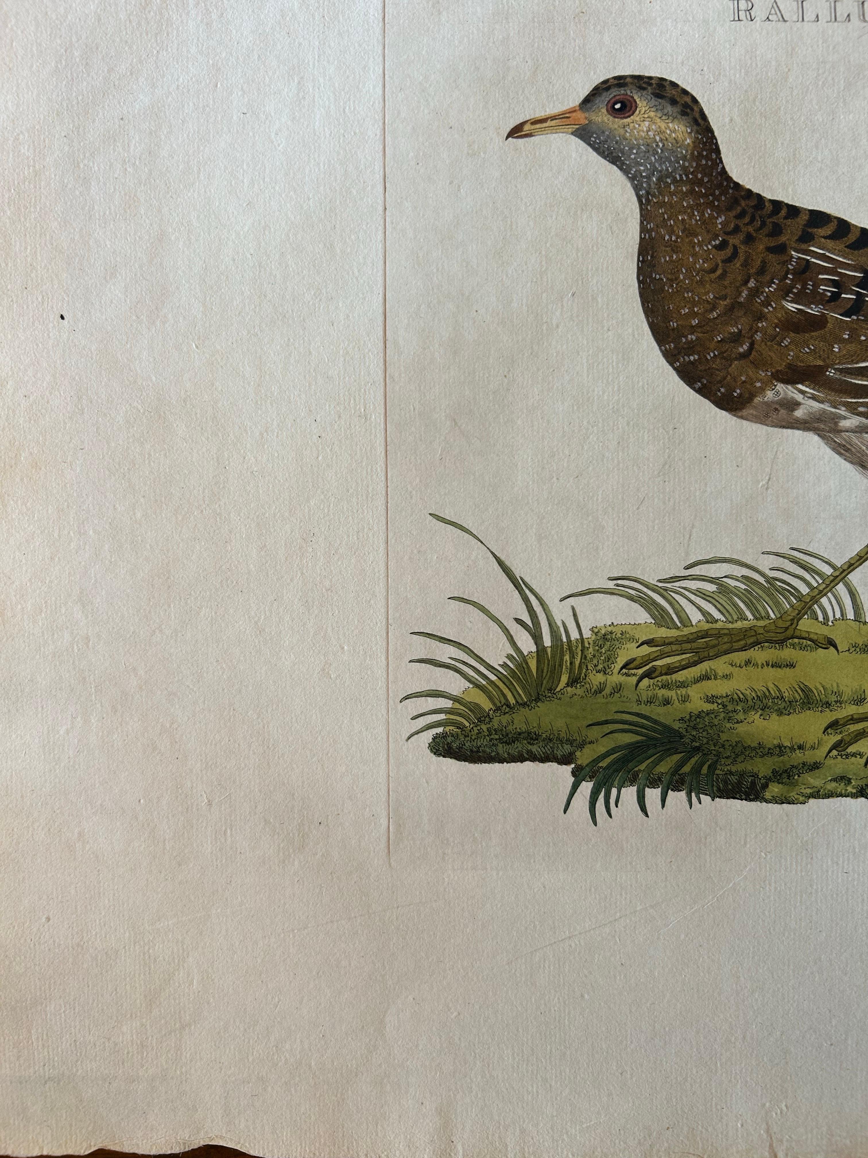 Rallus Porzana – Antique Spotted Crake Print by Nozeman & Sepp, 1809 For Sale 2