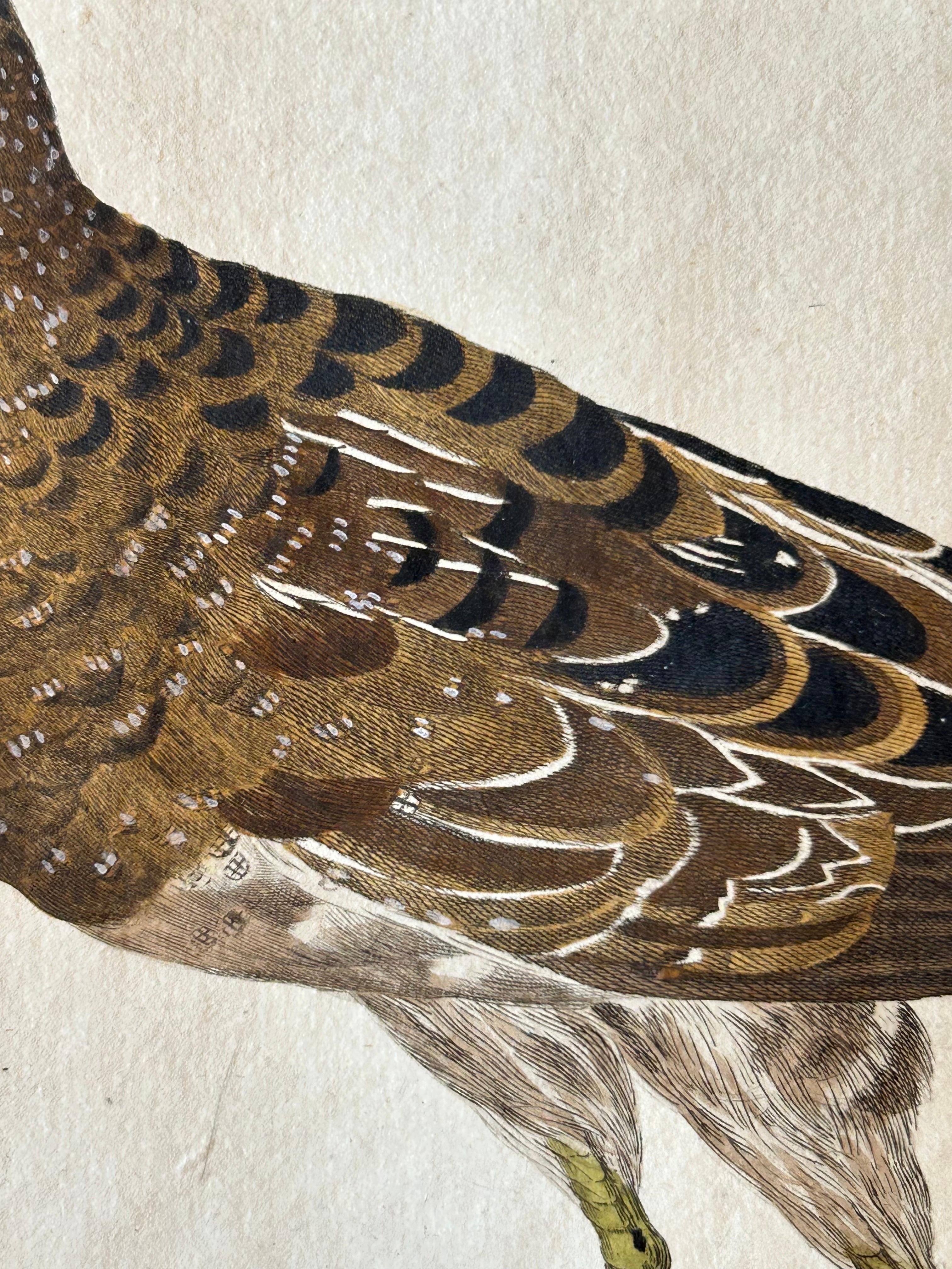 Engraved Rallus Porzana – Antique Spotted Crake Print by Nozeman & Sepp, 1809 For Sale