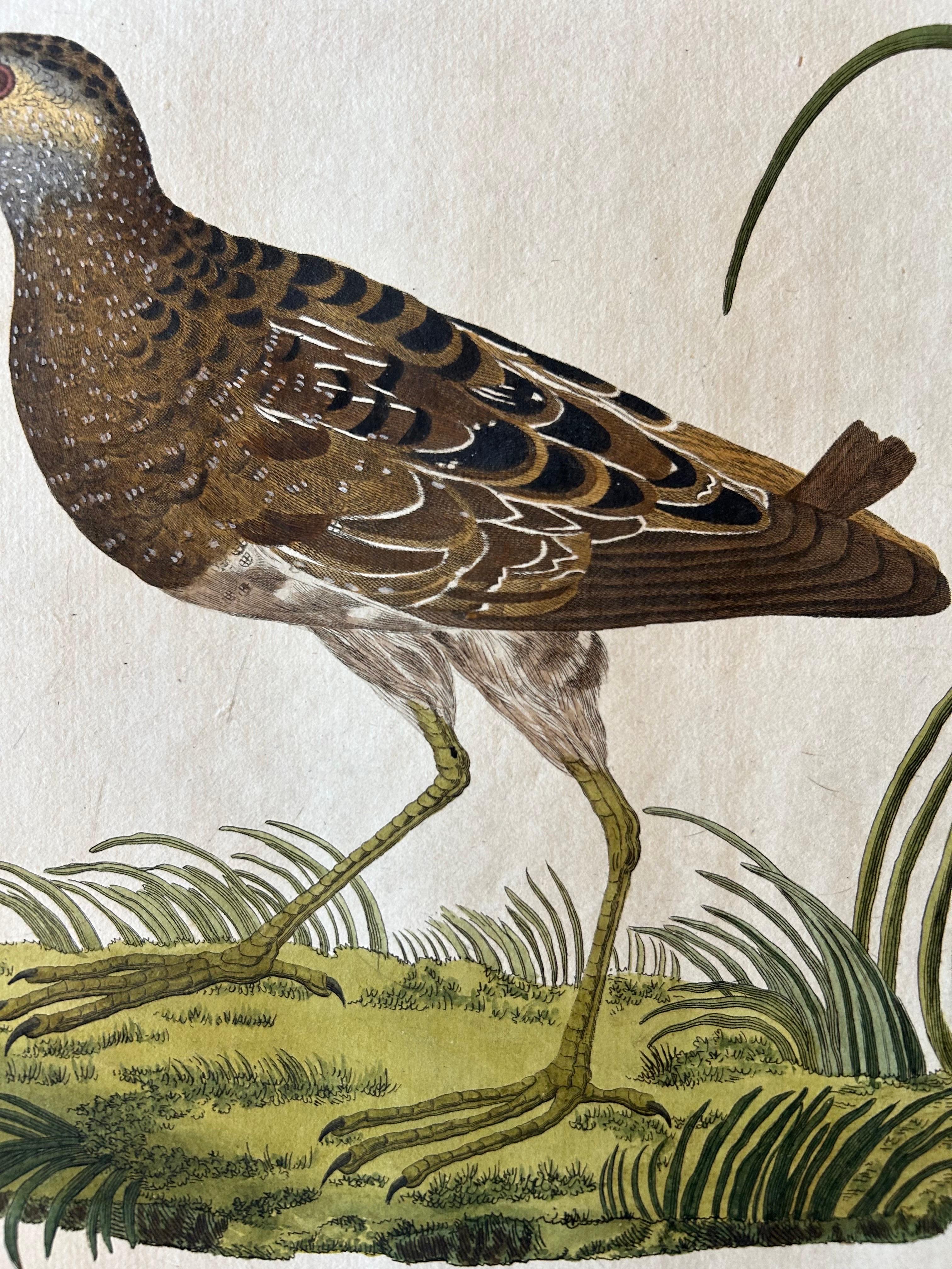 Rallus Porzana – Antique Spotted Crake Print by Nozeman & Sepp, 1809 In Good Condition For Sale In Langweer, NL