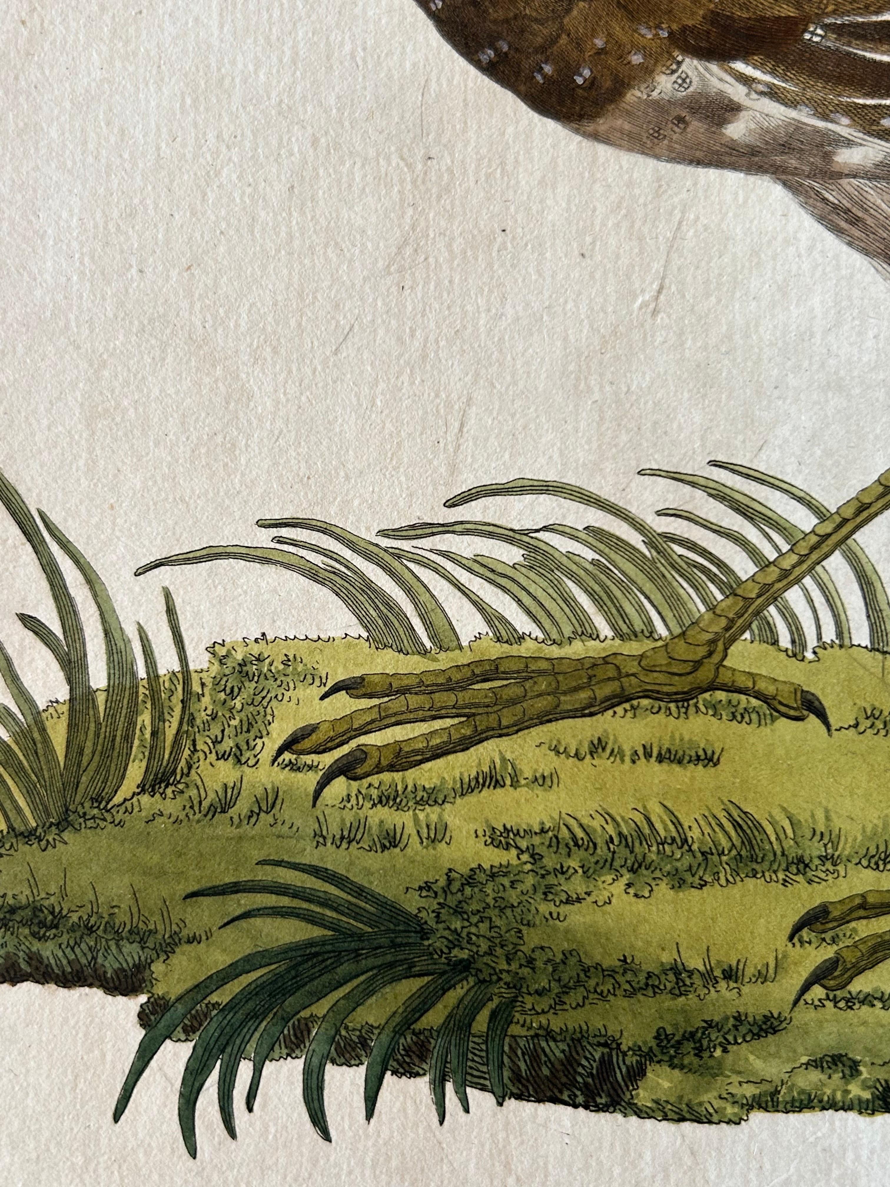 19th Century Rallus Porzana – Antique Spotted Crake Print by Nozeman & Sepp, 1809 For Sale