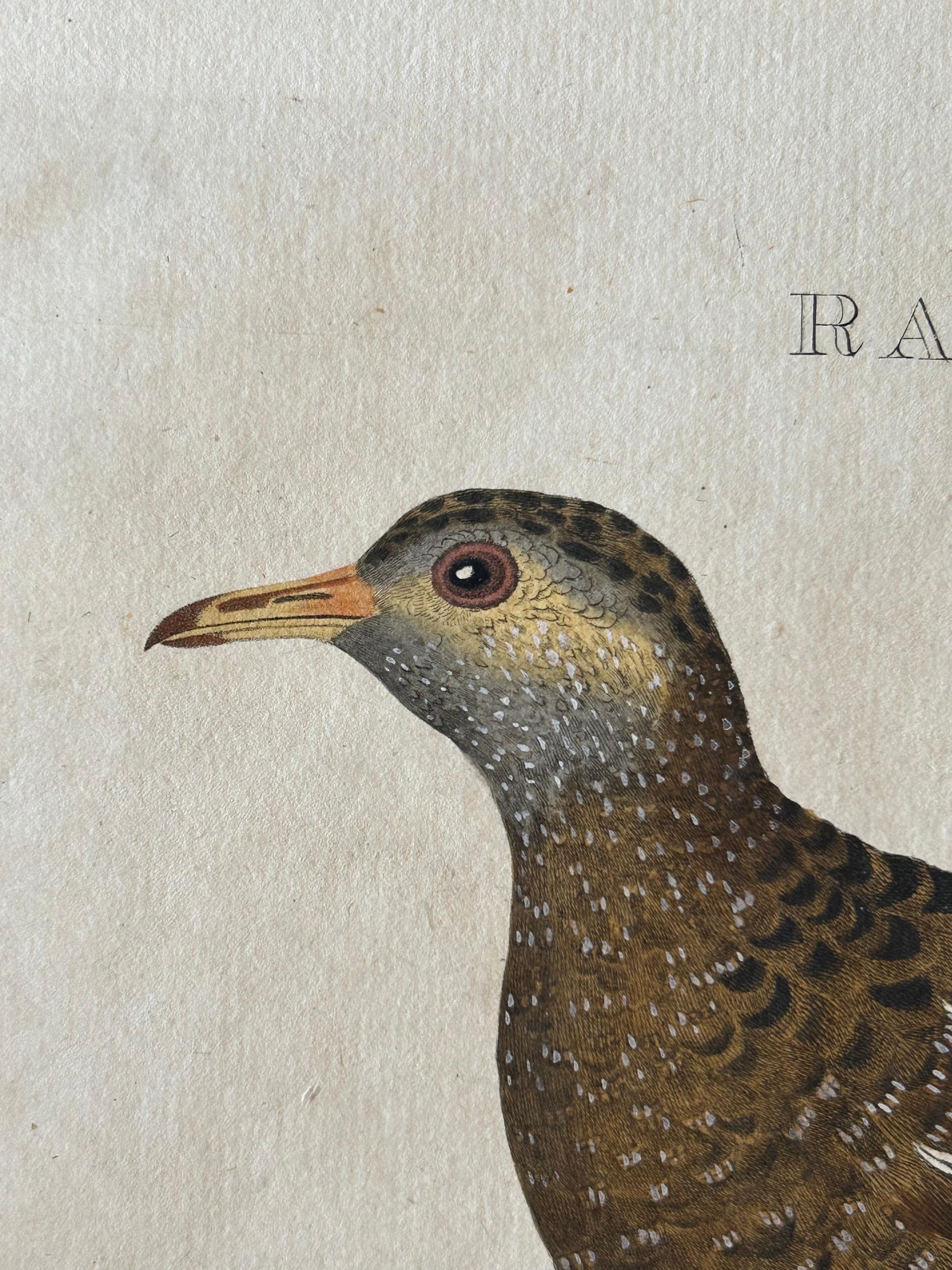 Paper Rallus Porzana – Antique Spotted Crake Print by Nozeman & Sepp, 1809 For Sale