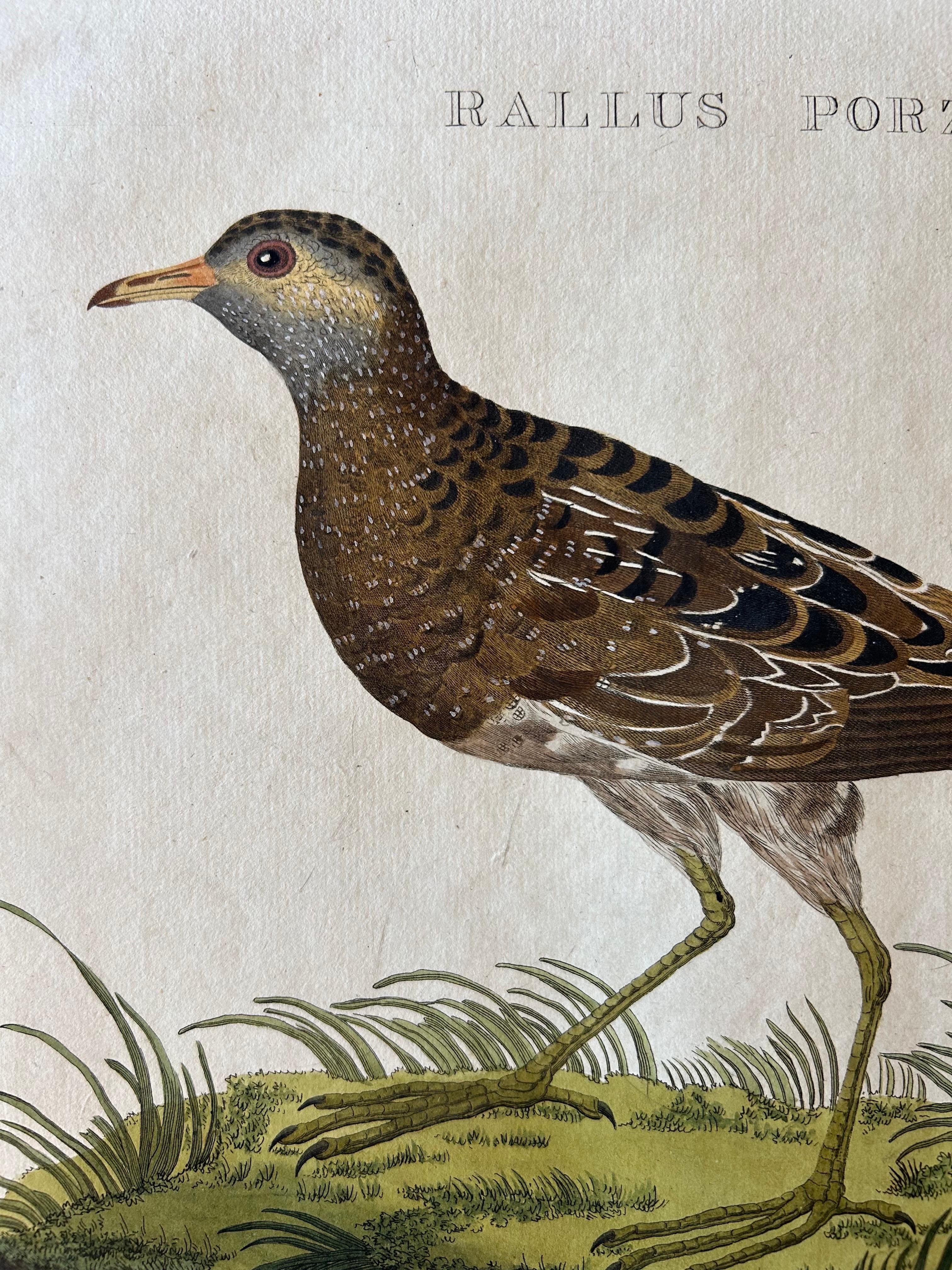 Dutch Rallus Porzana – Antique Spotted Crake Print by Nozeman & Sepp, 1809 For Sale
