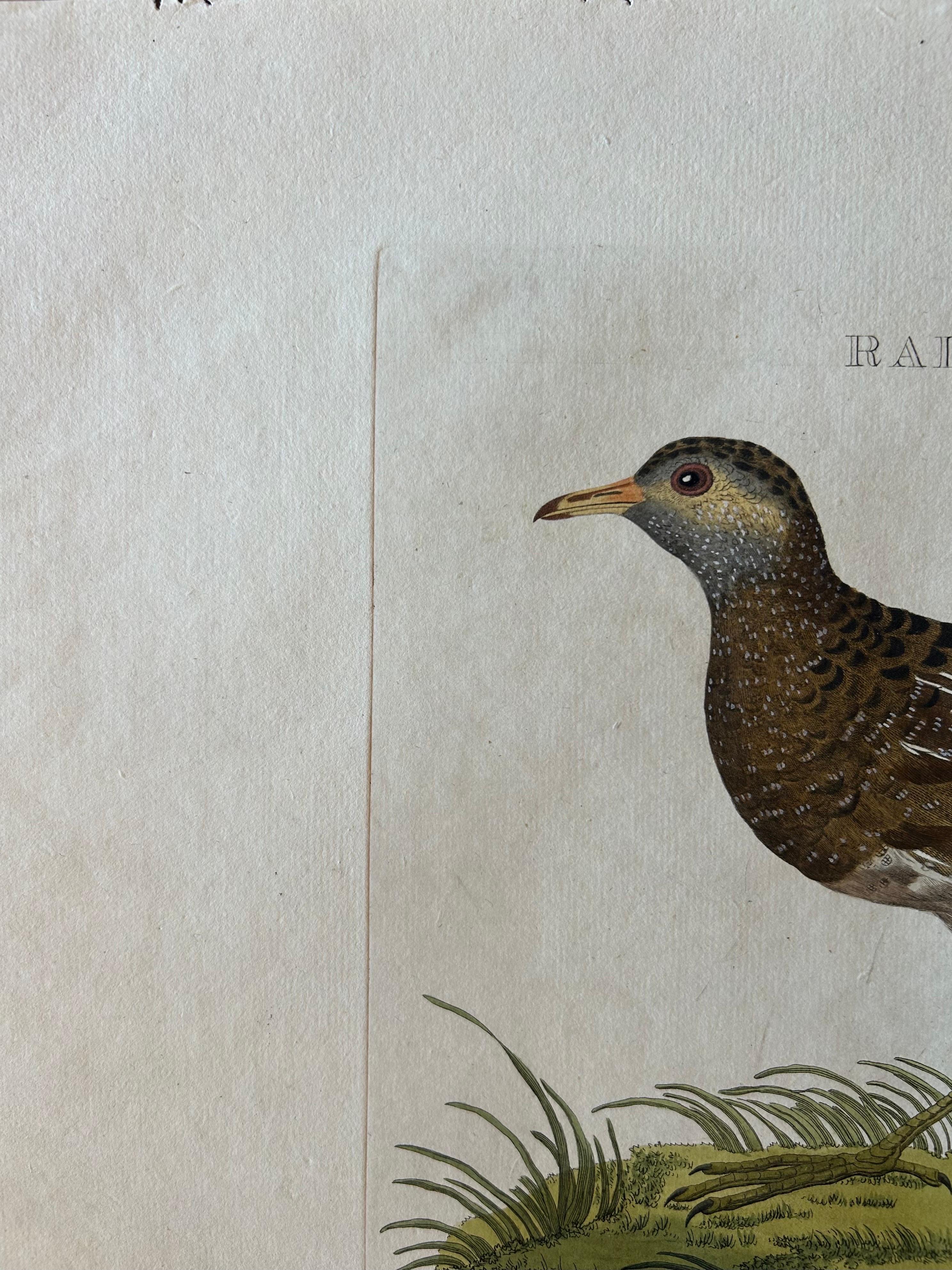 Rallus Porzana – Antique Spotted Crake Print by Nozeman & Sepp, 1809 For Sale 3