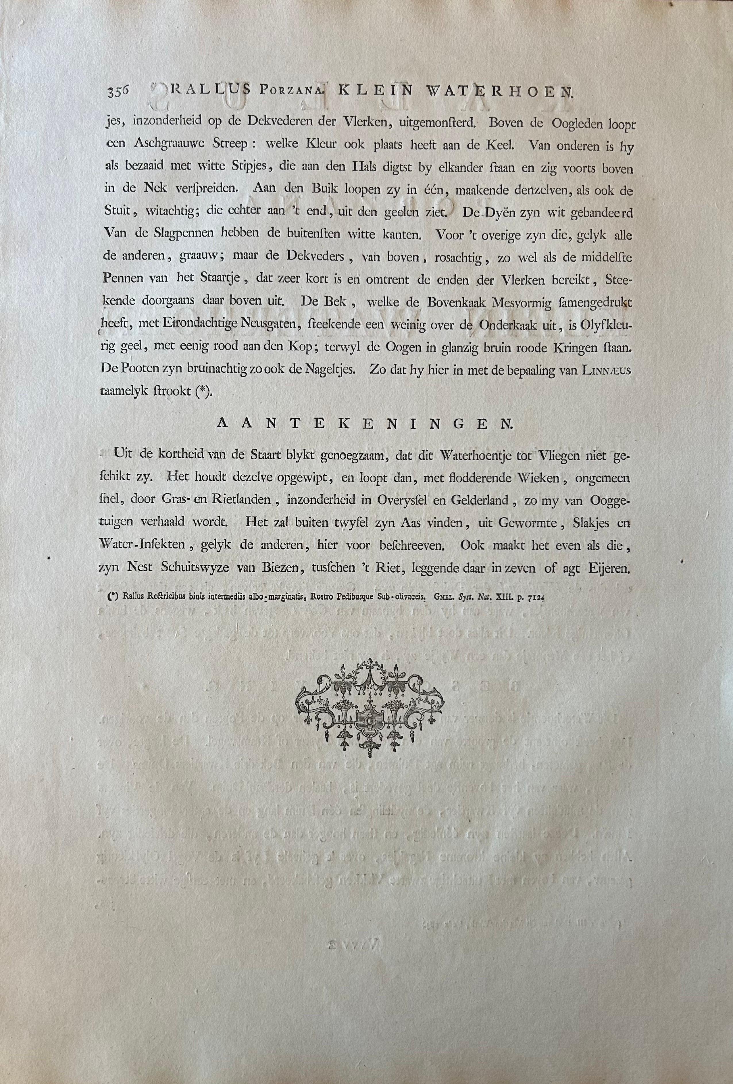 Rallus Porzana – Antique Spotted Crake Print by Nozeman & Sepp, 1809 For Sale 5