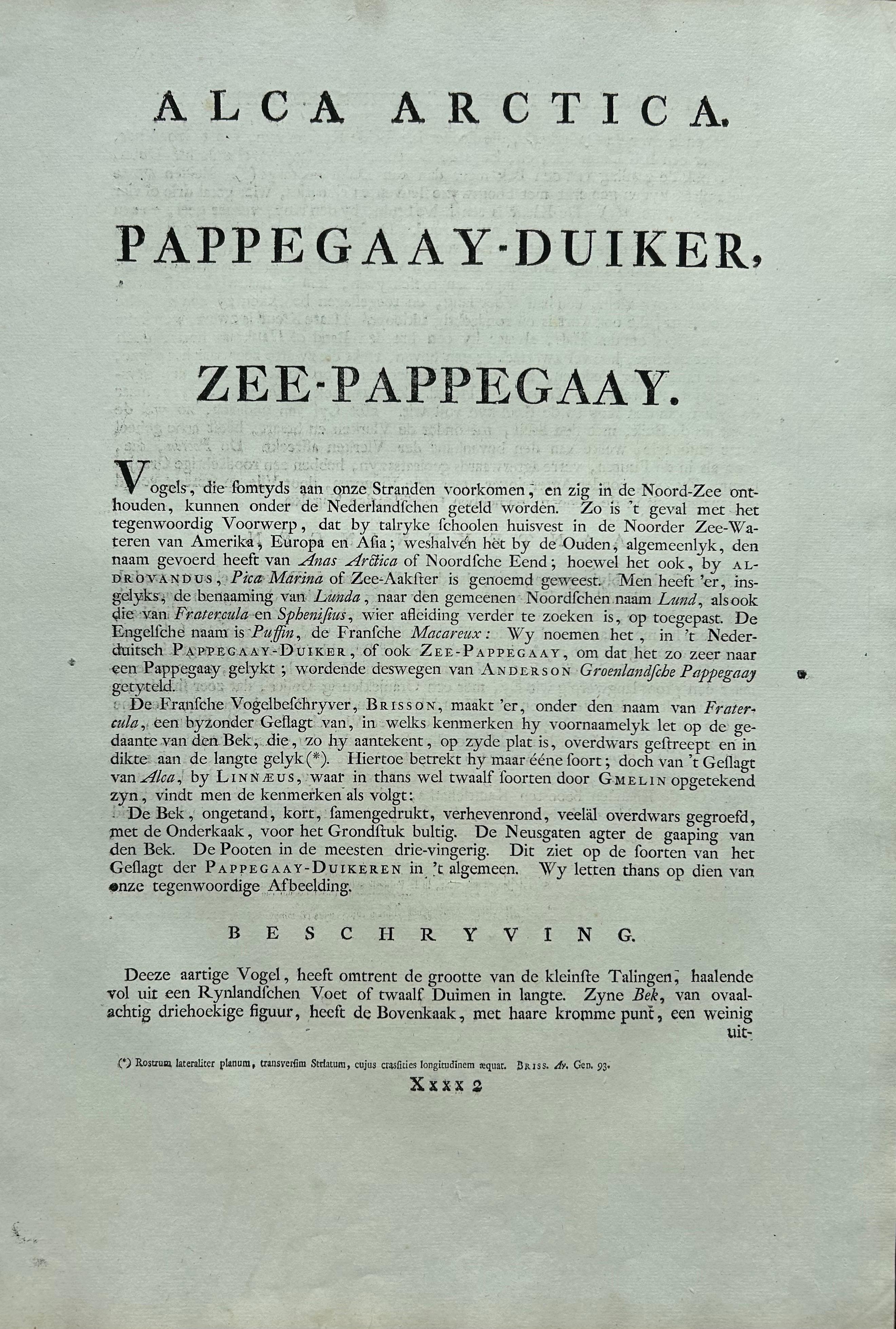 Impression ancienne d'oiseaux de l'Atlantique Puffin par Sepp & Nozeman, 1809 en vente 1
